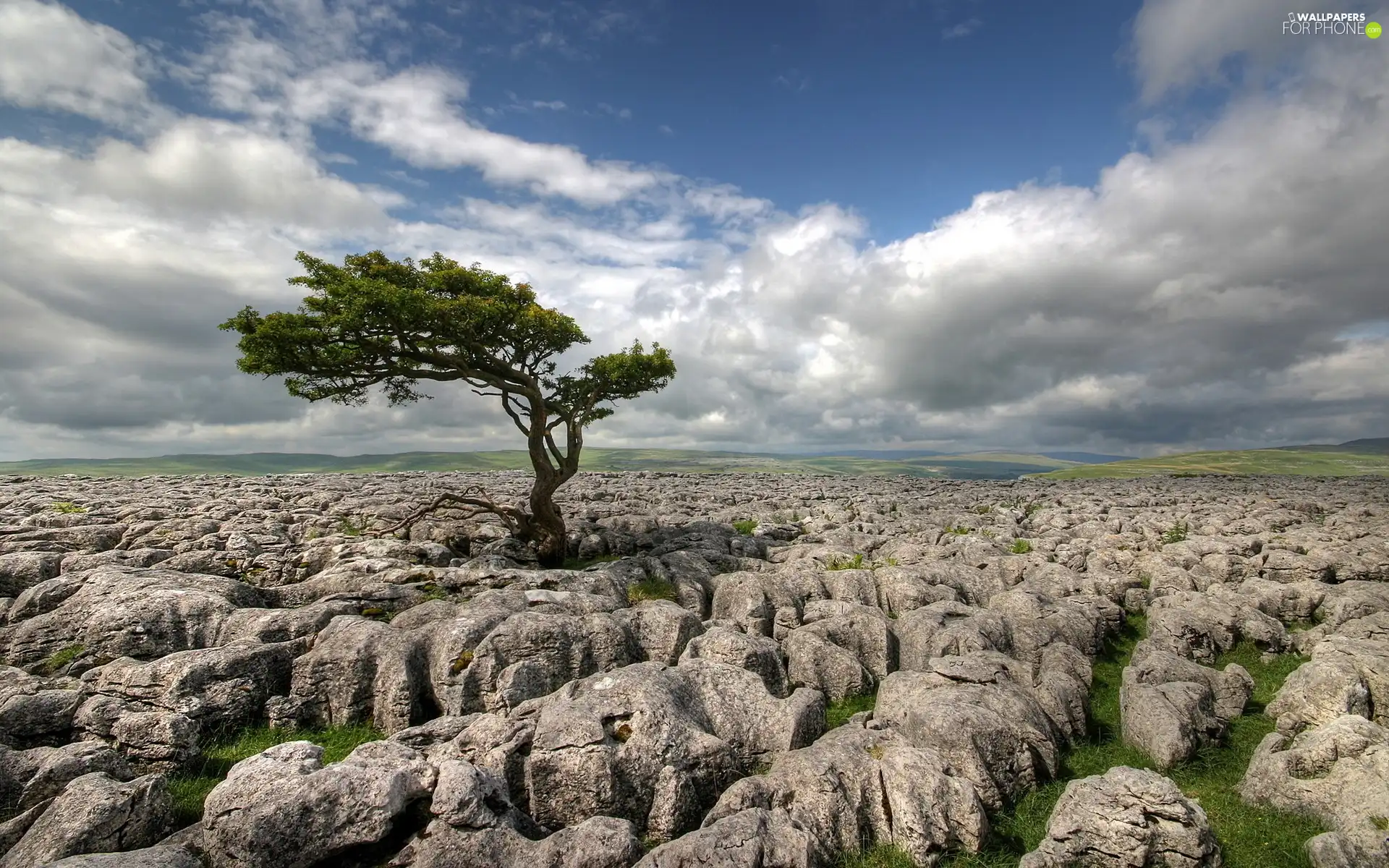 Stones, trees, rocks