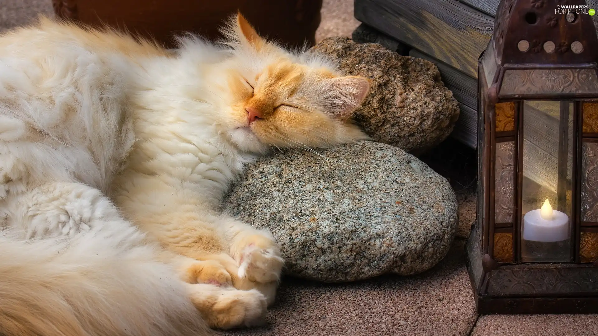 Blue Eyed, sleepy, Stones, lantern, cat, ginger