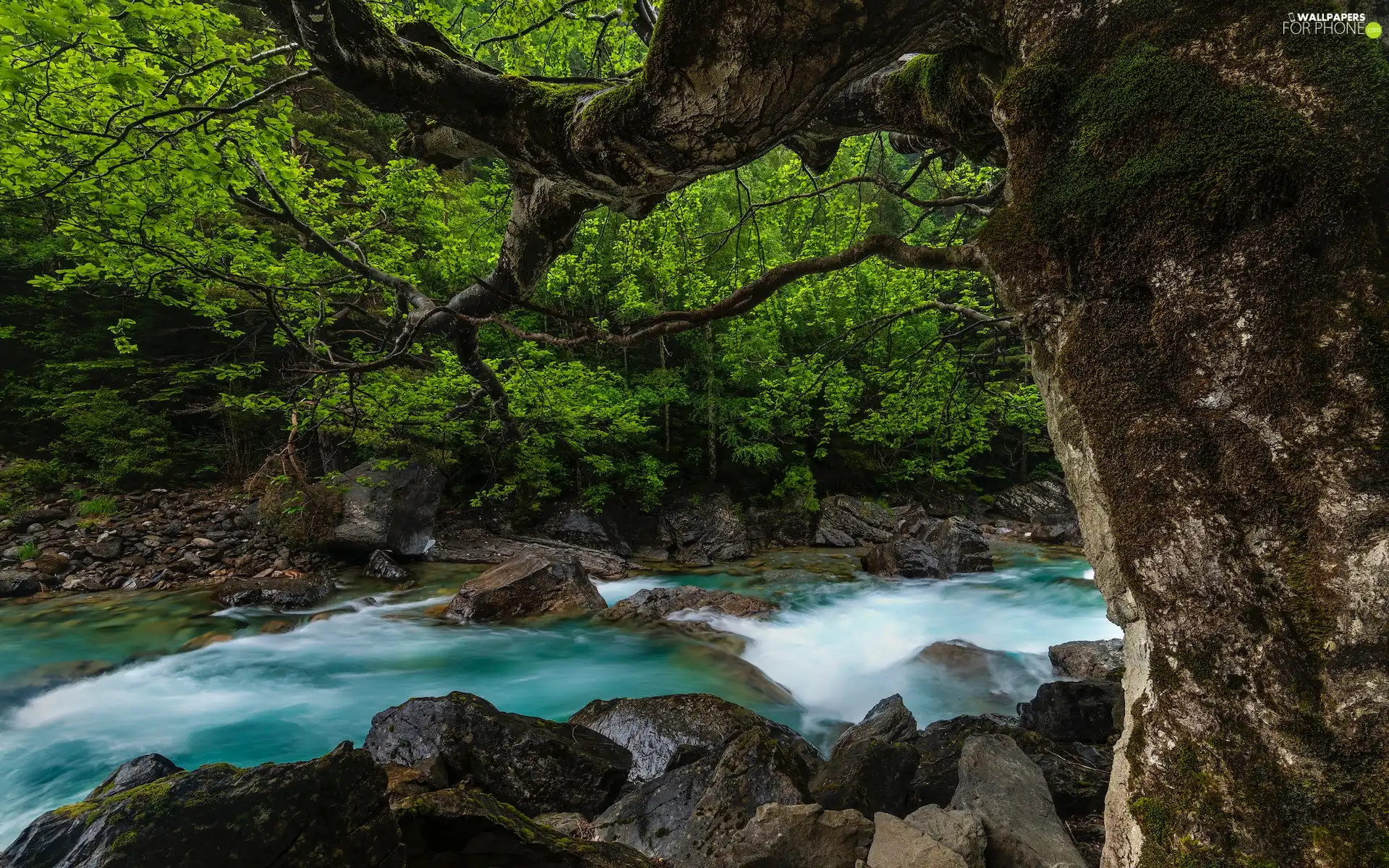 Stones, River, trees