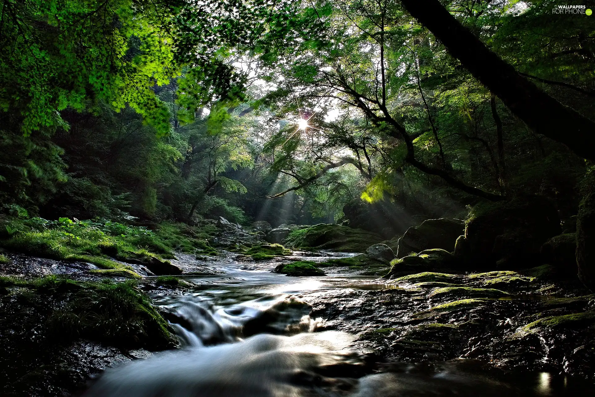 trees, waterfall, Stones, viewes