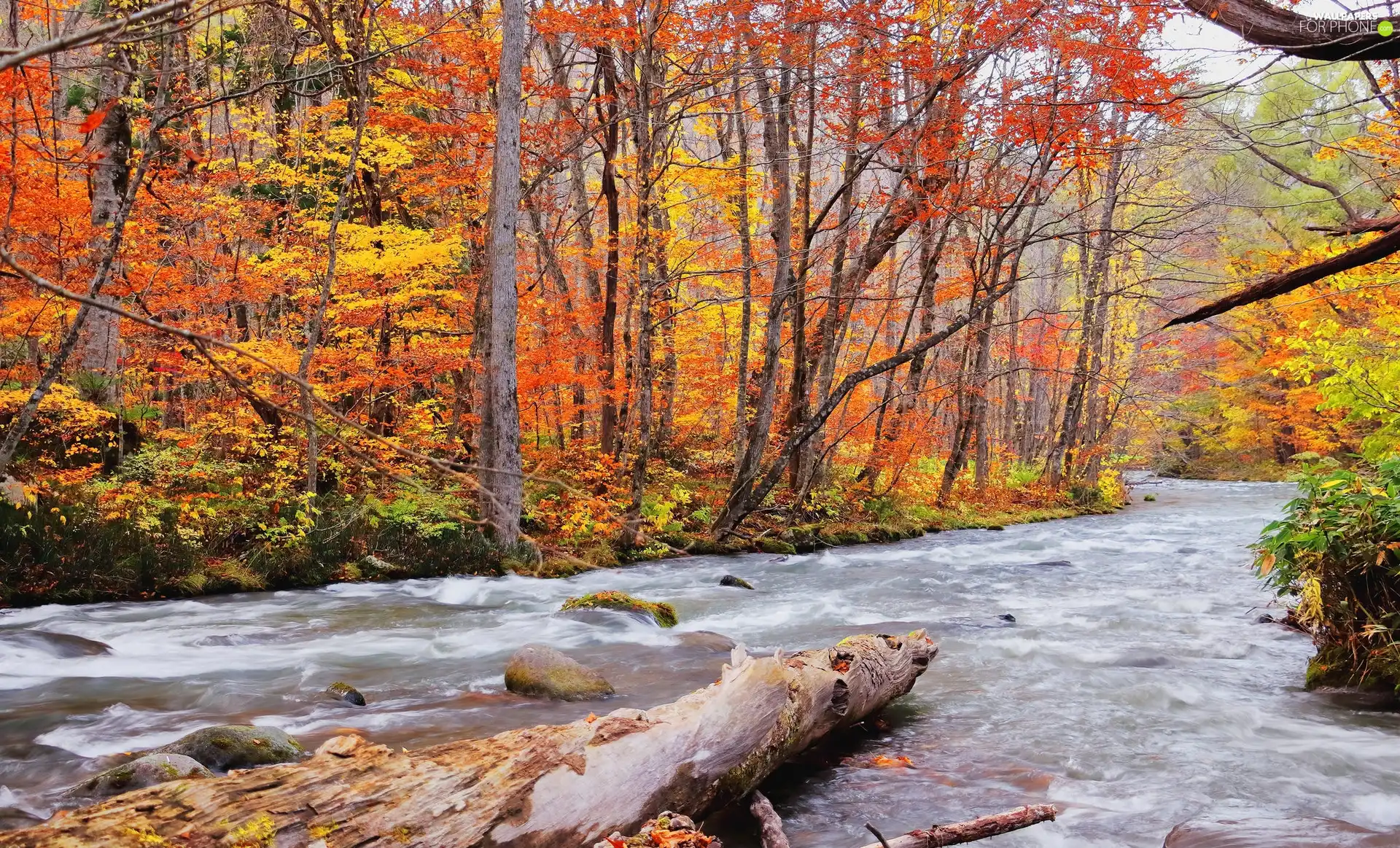 trees, River, VEGETATION, Stones, forest, viewes, autumn