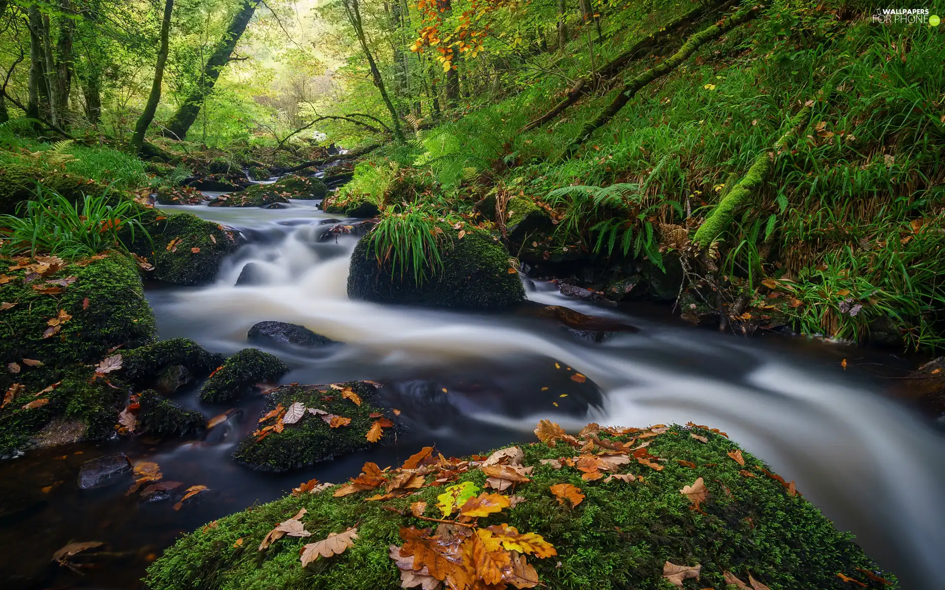 viewes, River, VEGETATION, mossy, Leaf, trees, forest, Stones