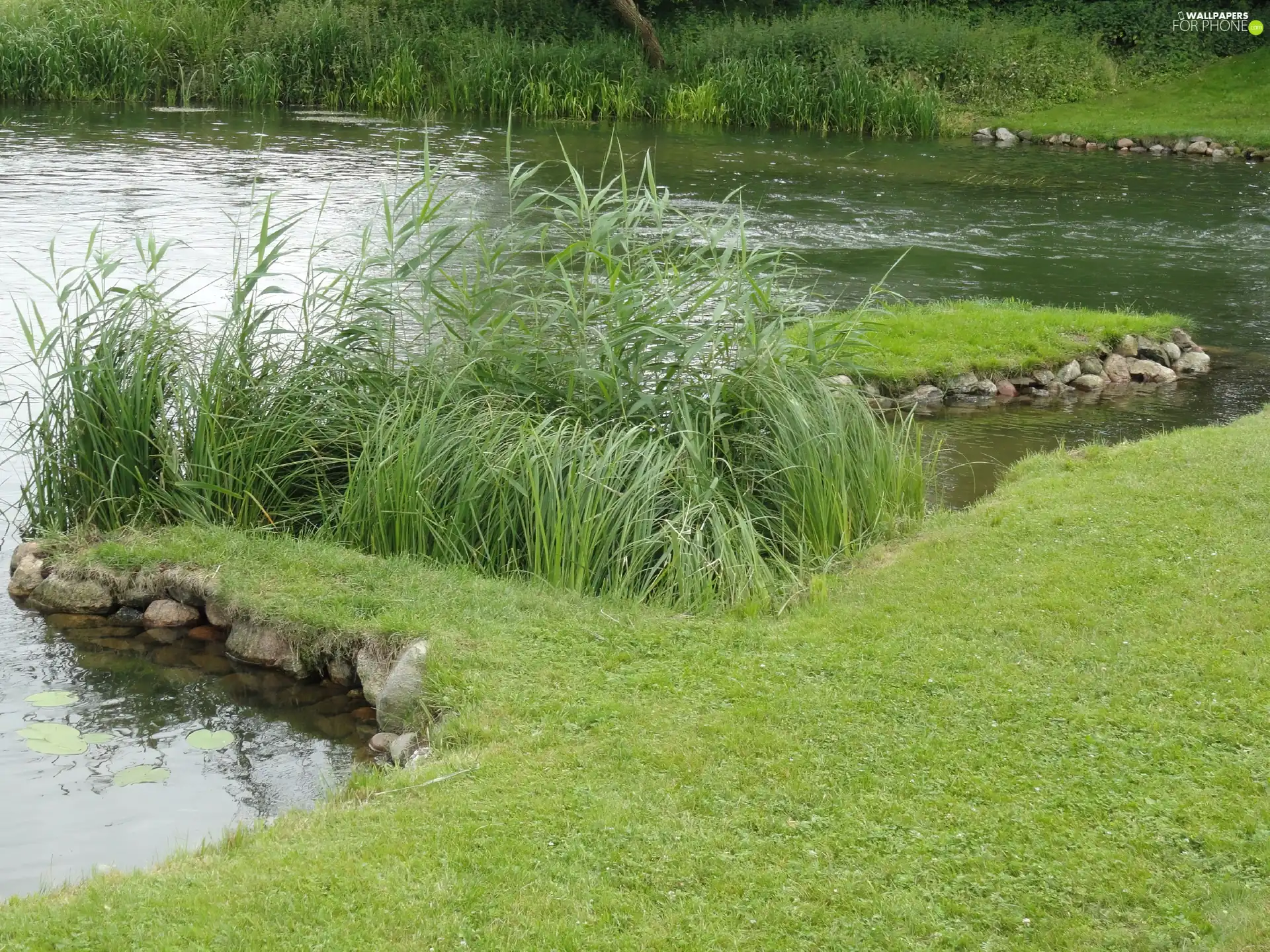 water, Plants, Stones, grass