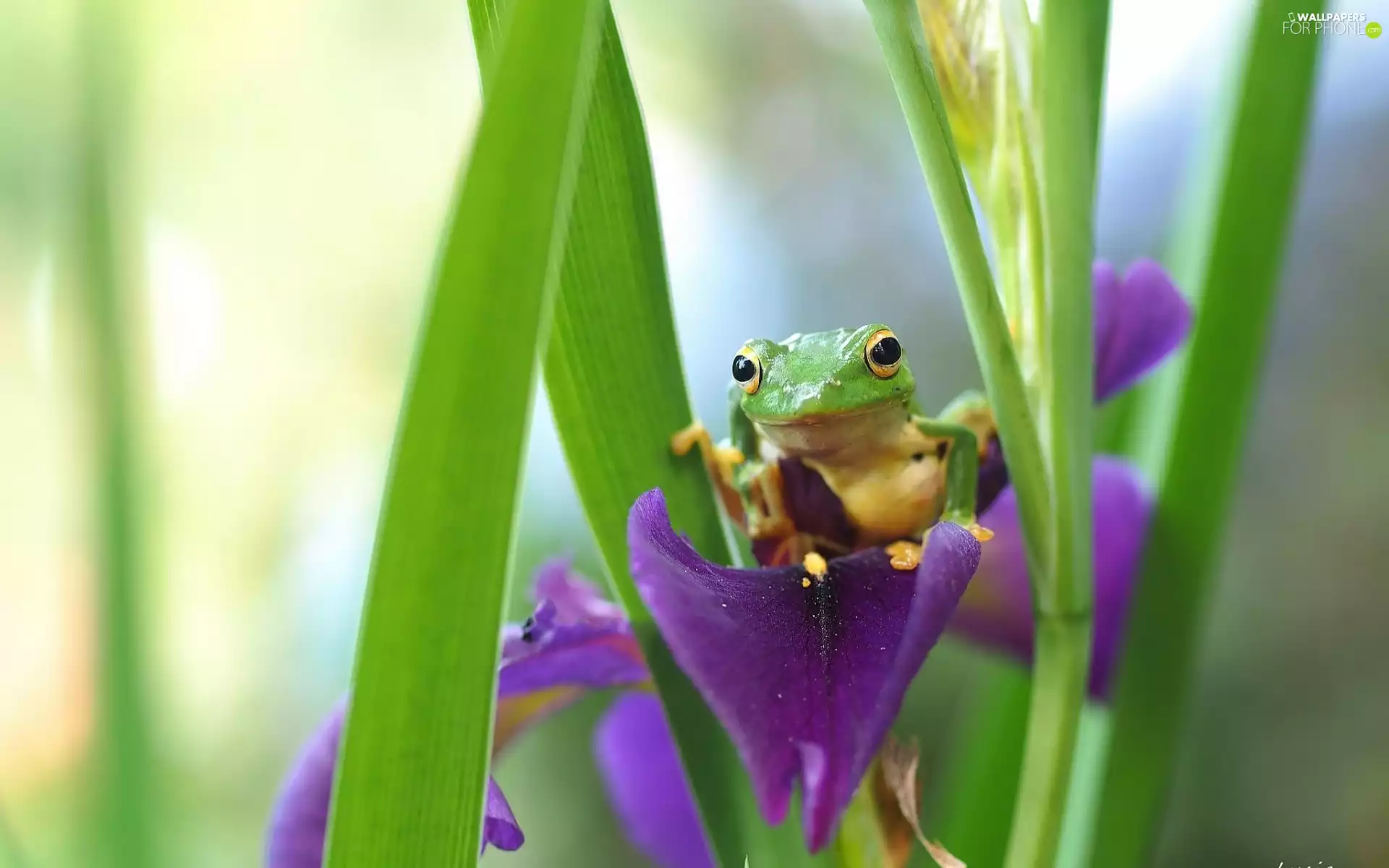 iris, strange frog, Colourfull Flowers