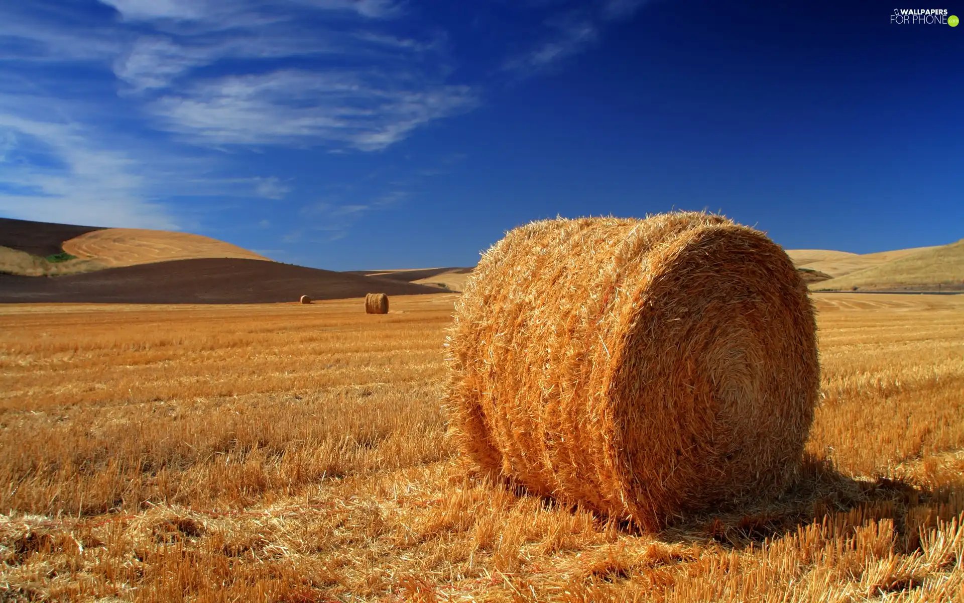 Field, straw