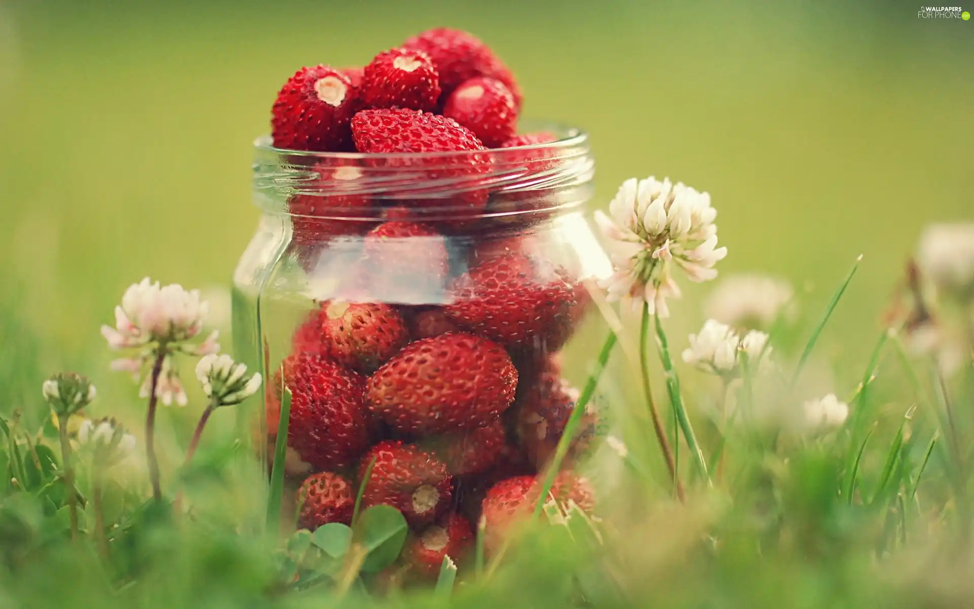 Flowers, jar, Strawberries, clover