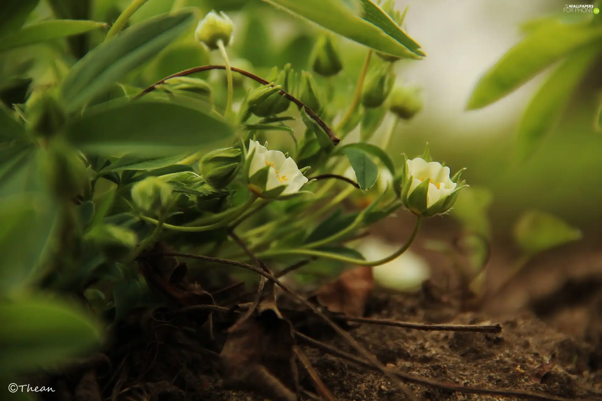 strawberries, White, Flowers