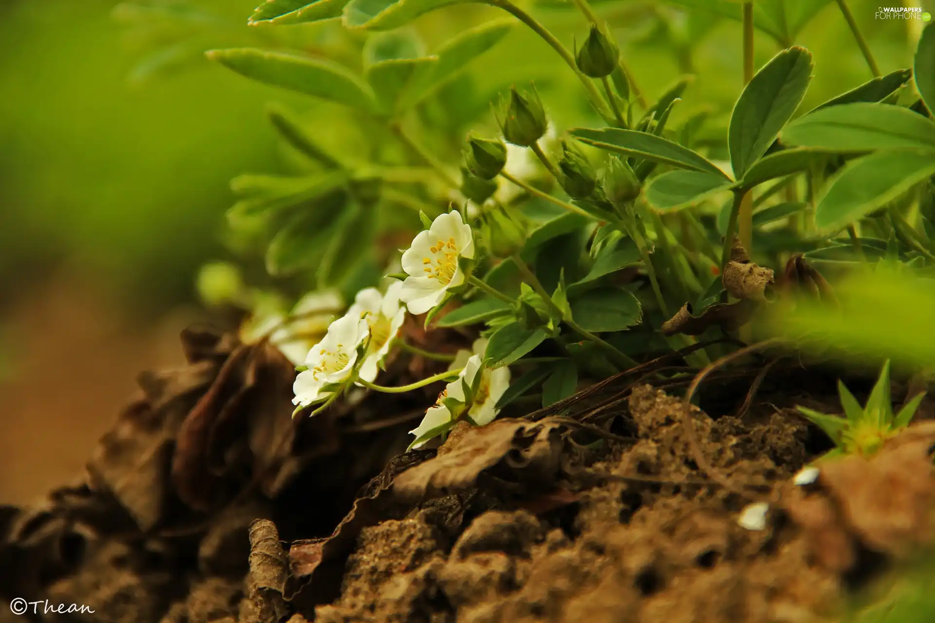 strawberries, White, Flowers