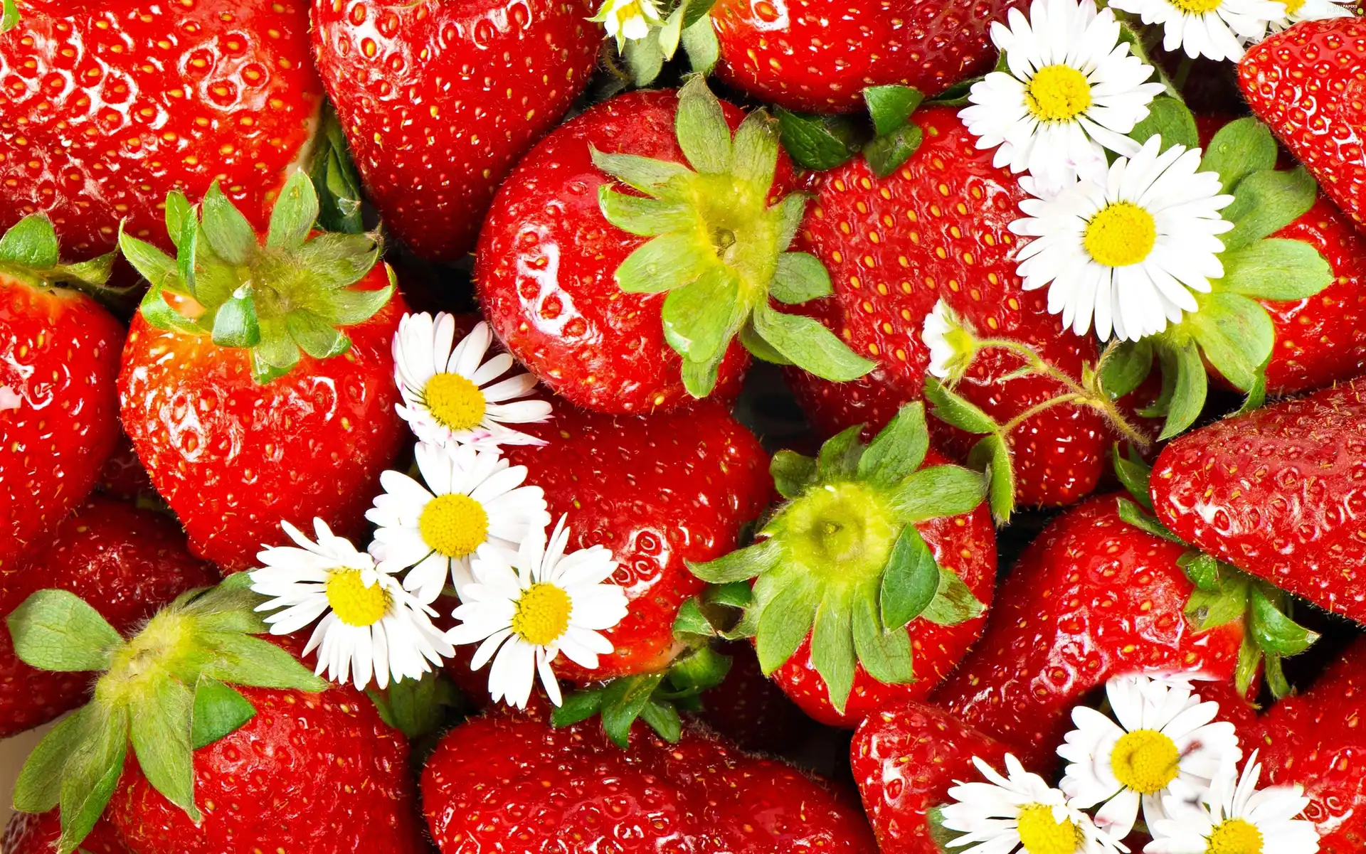 strawberries, White, Flowers