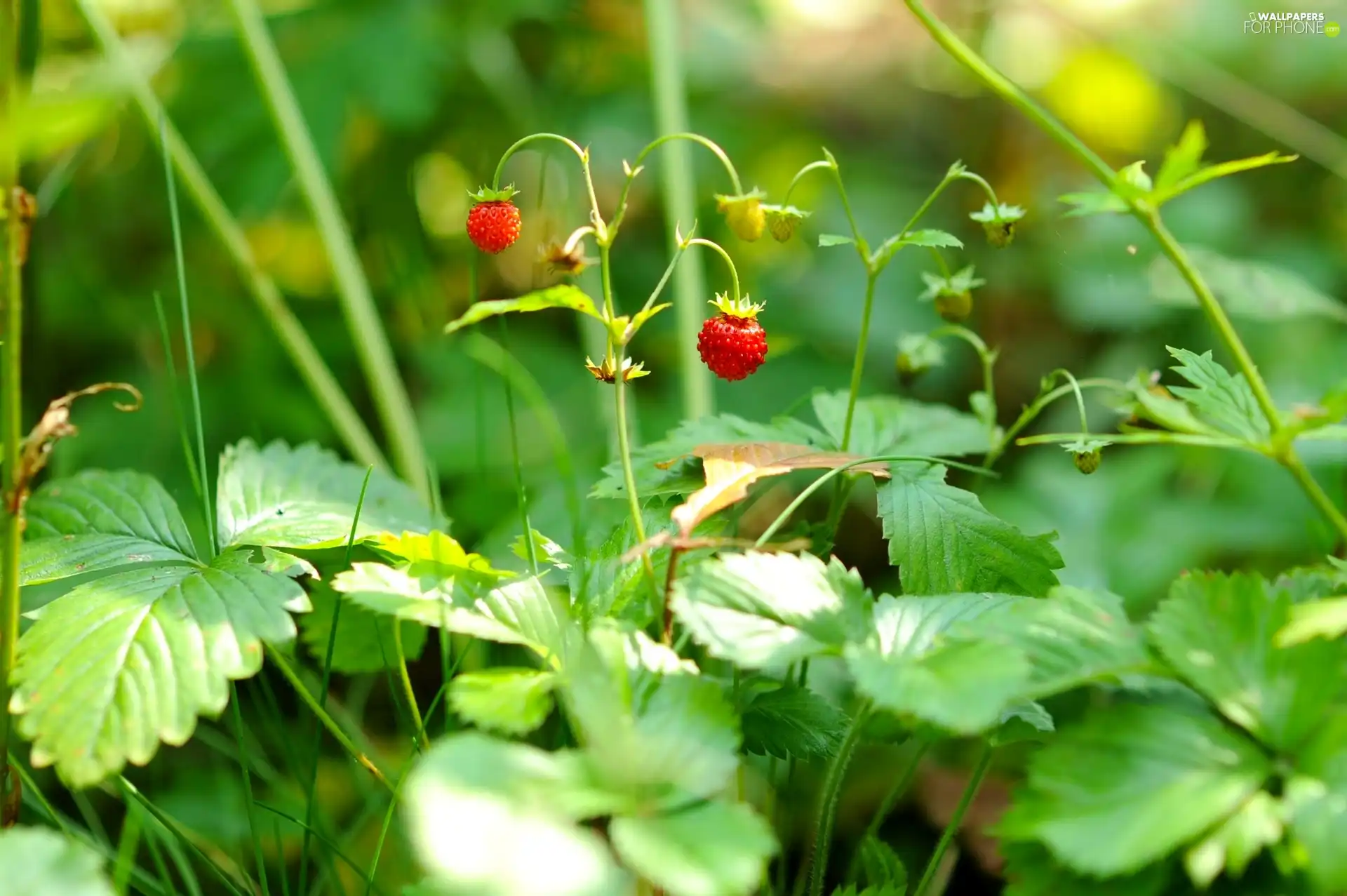 Strawberries, seedling, Fruits