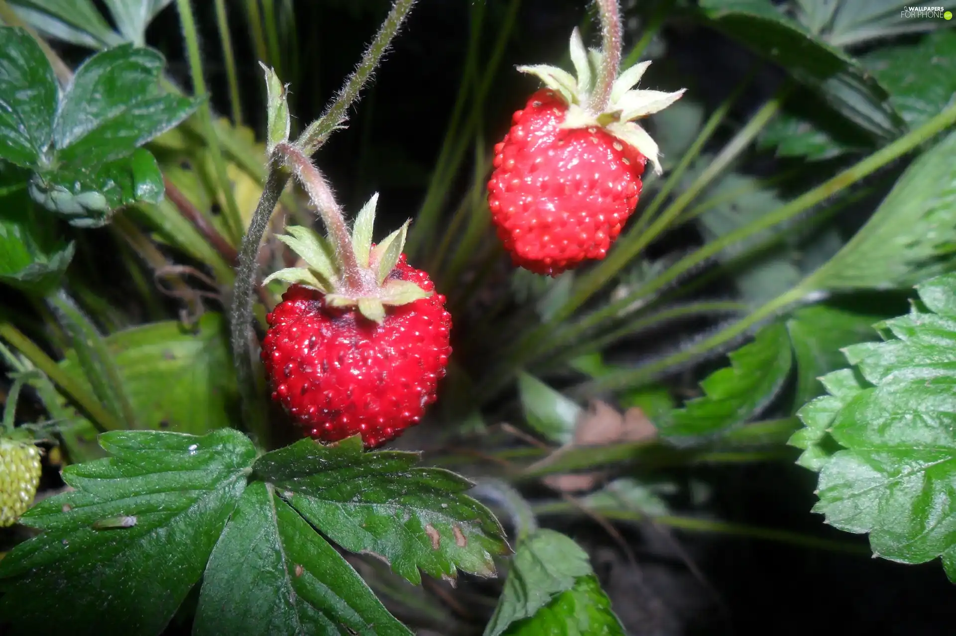 Strawberries, tasty, Mature
