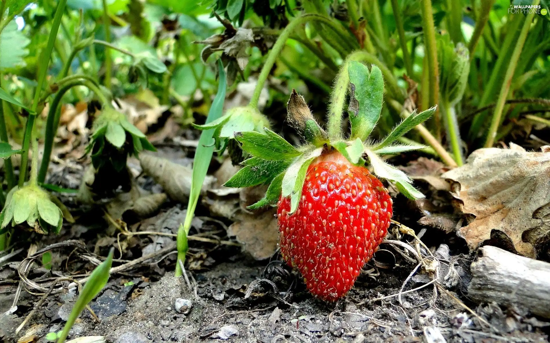 Strawberry