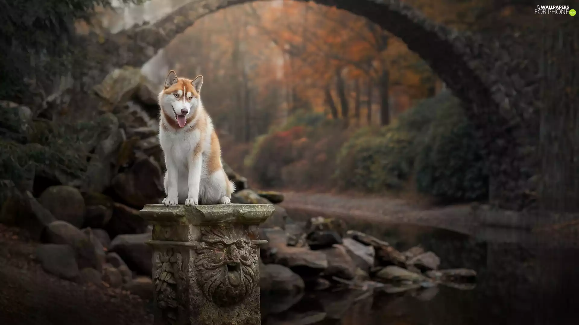 pedestal, dog, bridges, stream, Stones, Siberian Husky