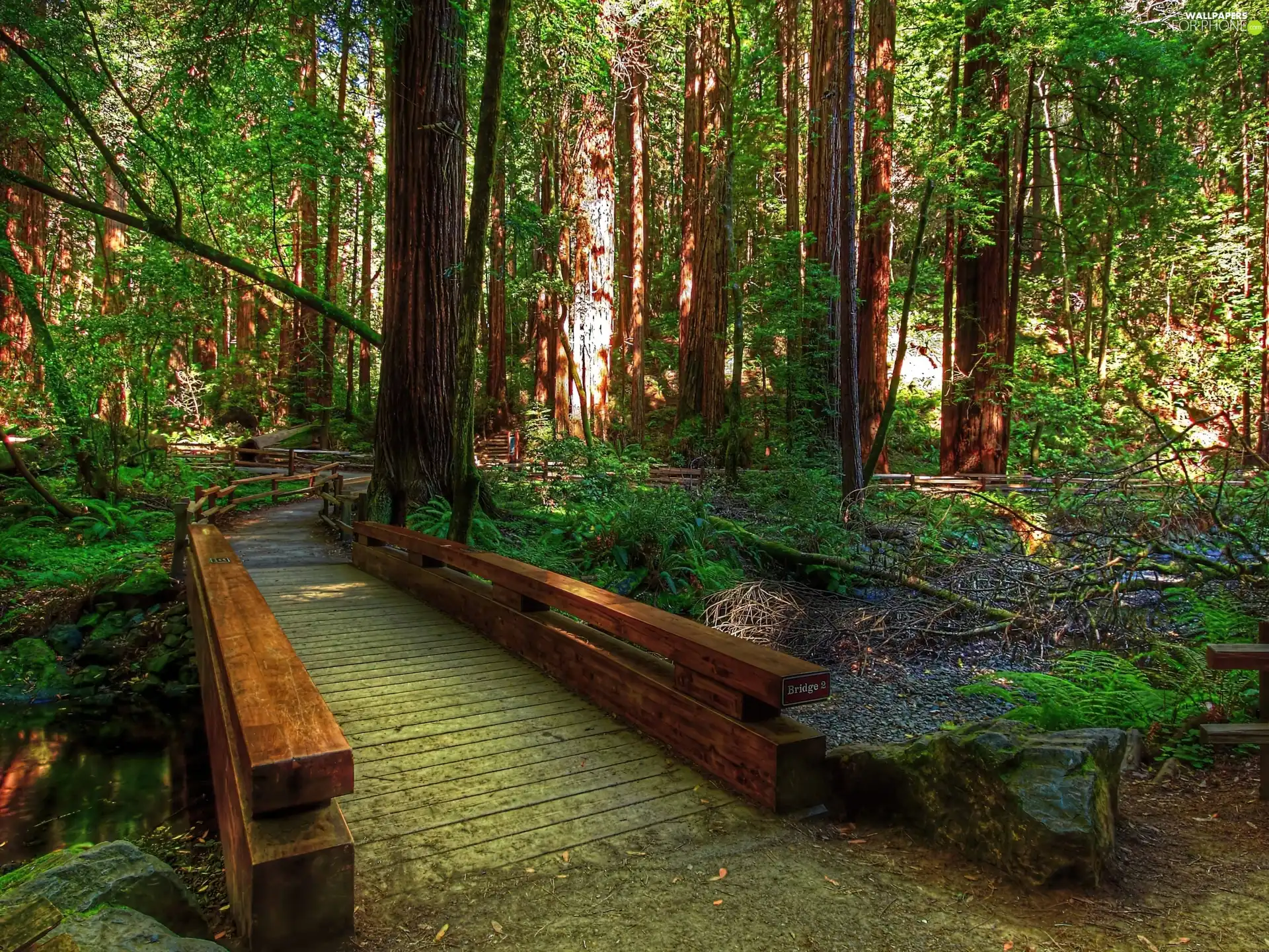 stream, forest, bridges