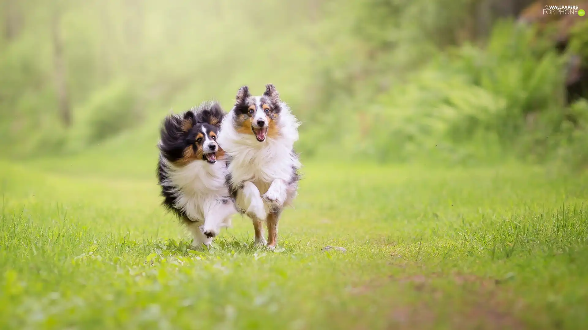 Shetland Sheepdogs, Dogs, stretching