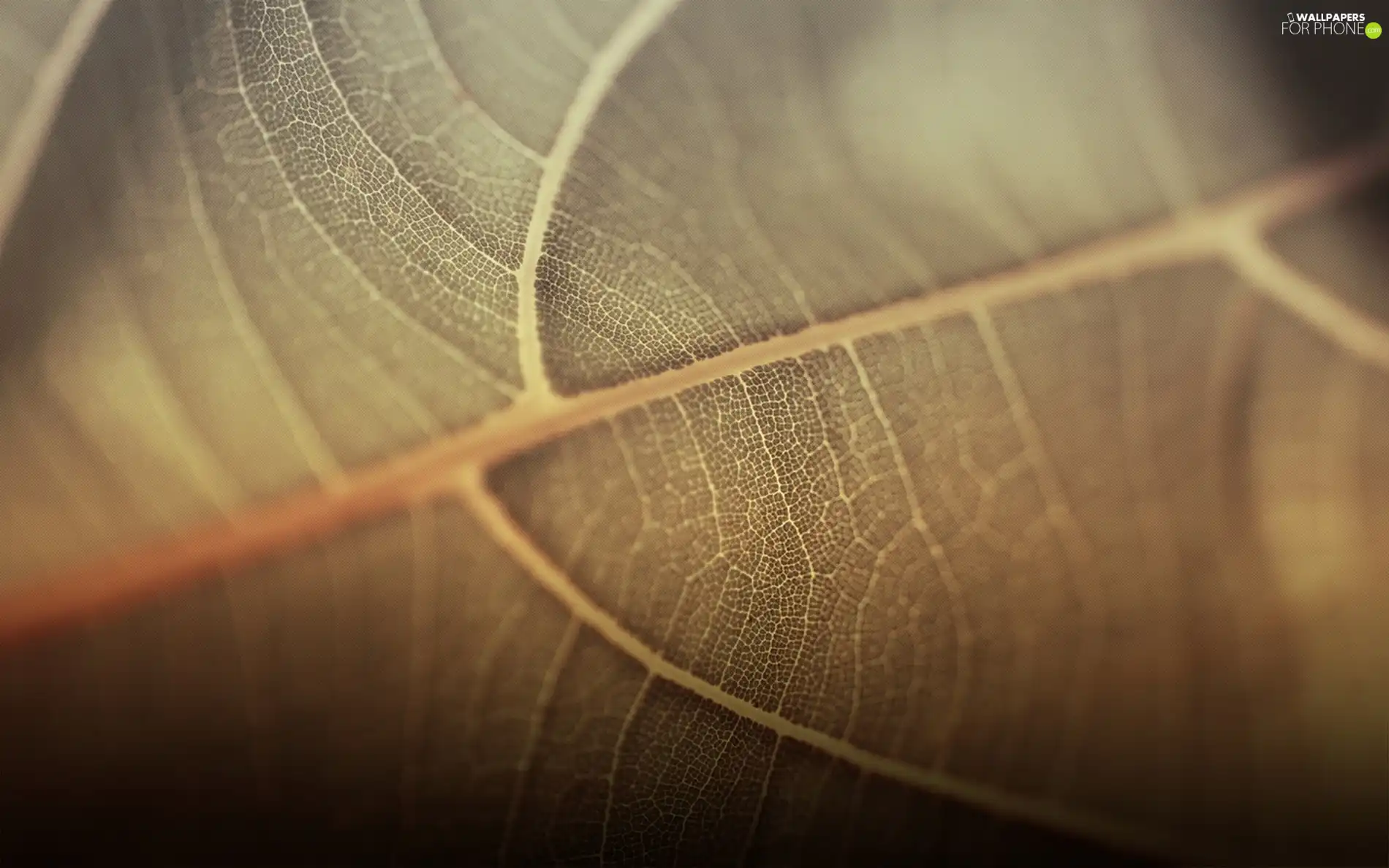 leaf, structure