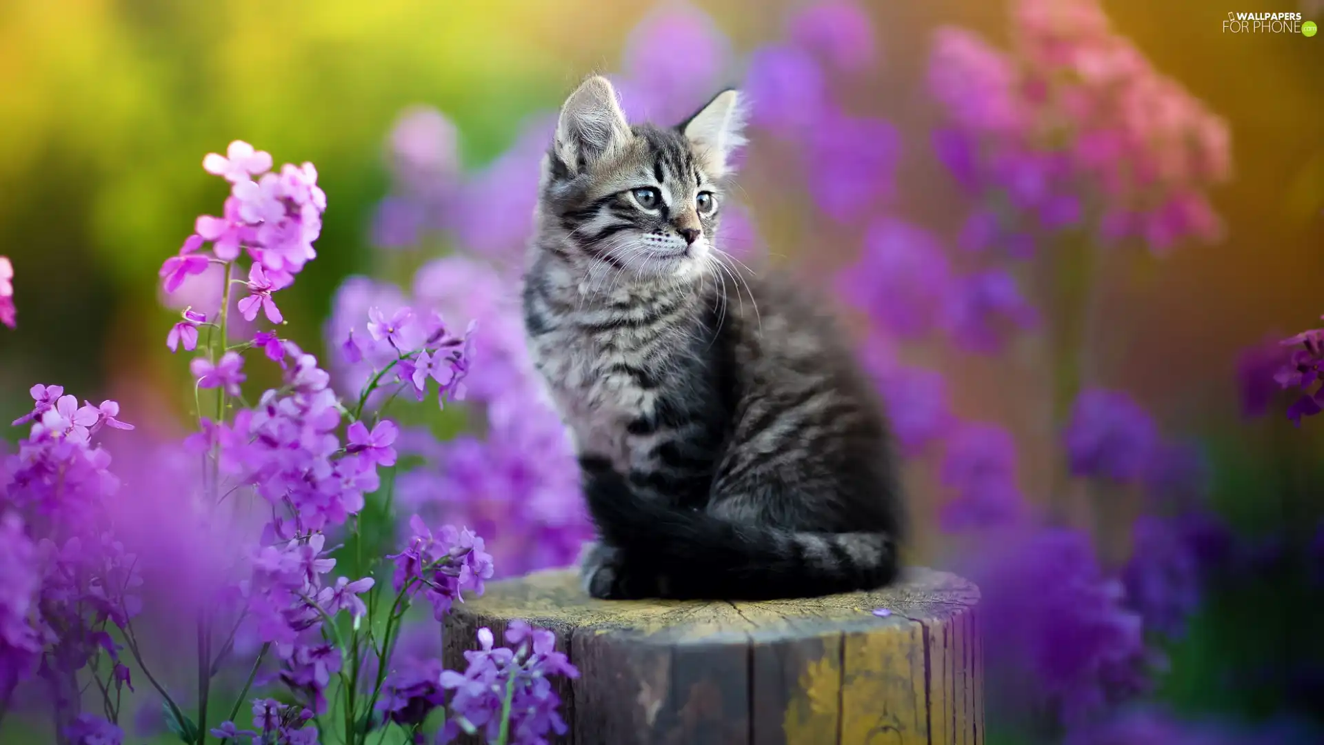 cat, dun, Flowers, stump, purple, small