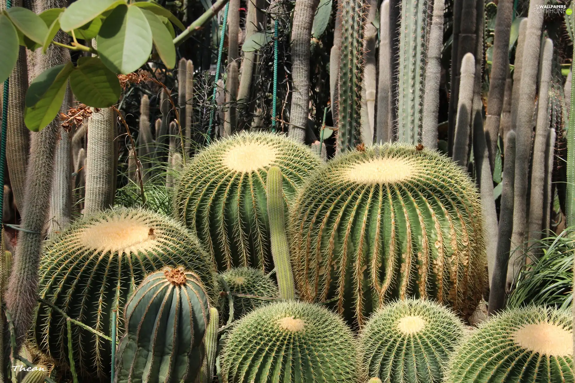 succulents