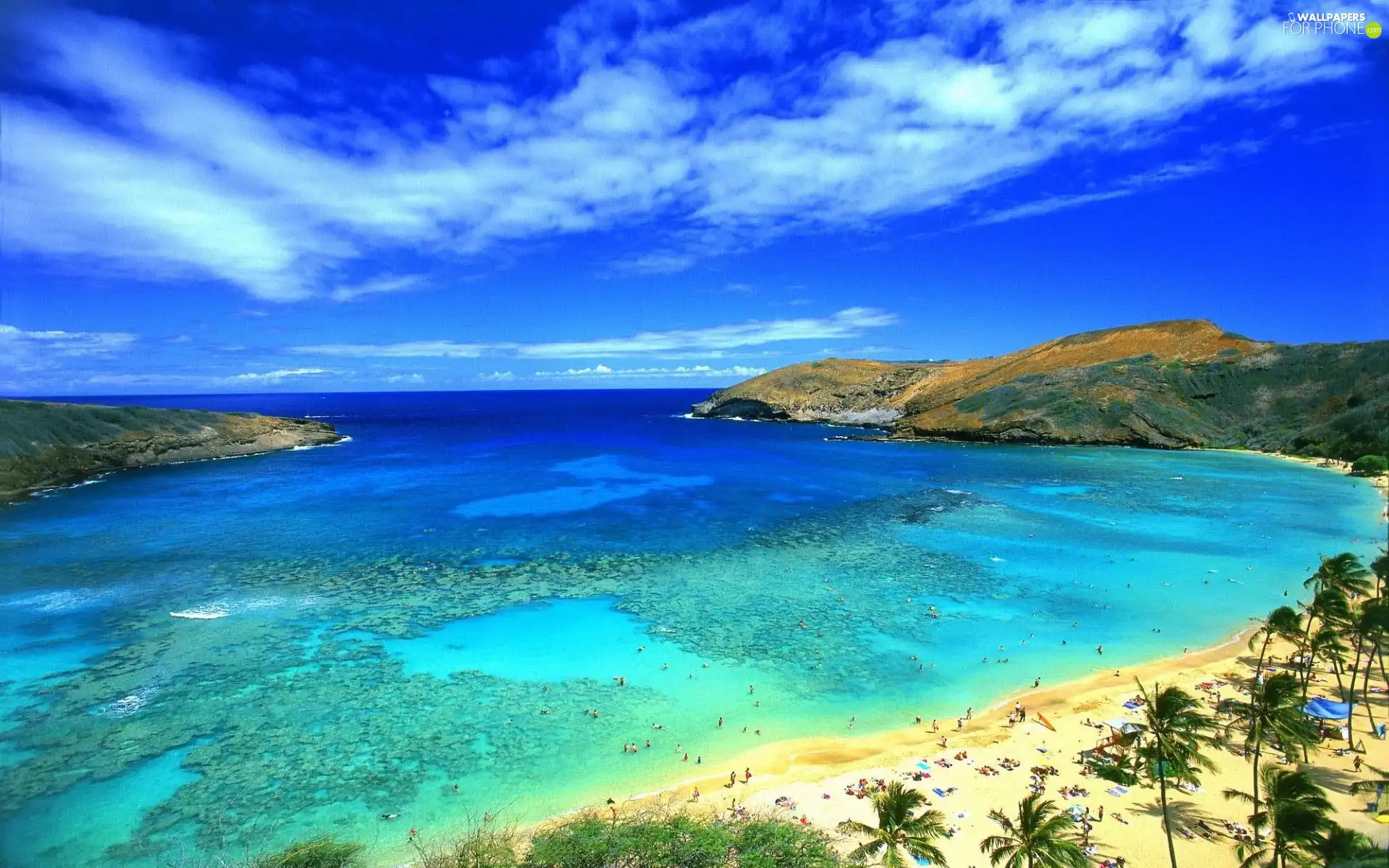 Beaches, Coast, summer, Palms