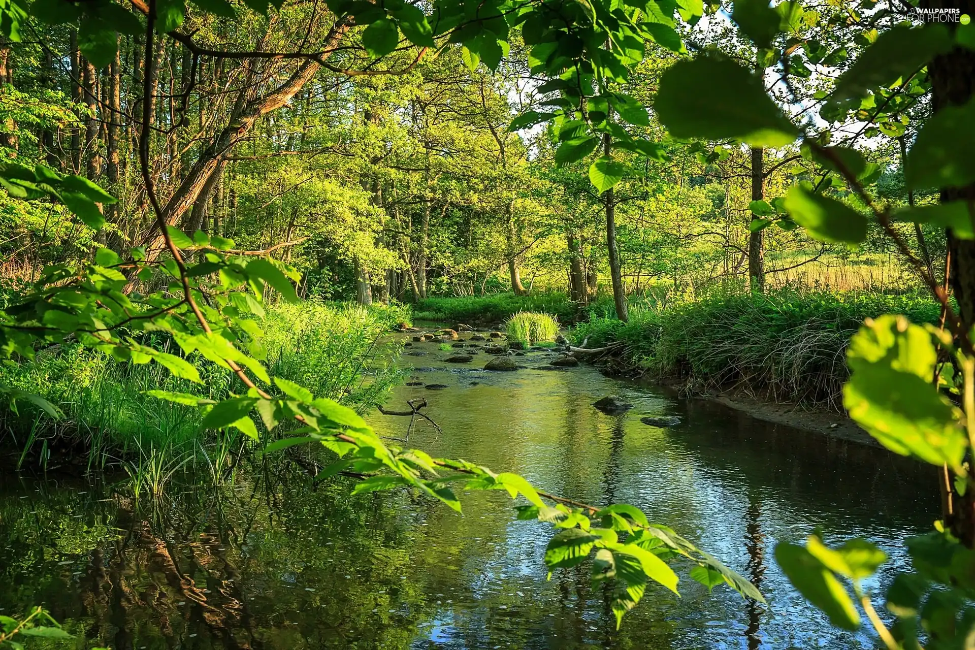 summer, forest, brook