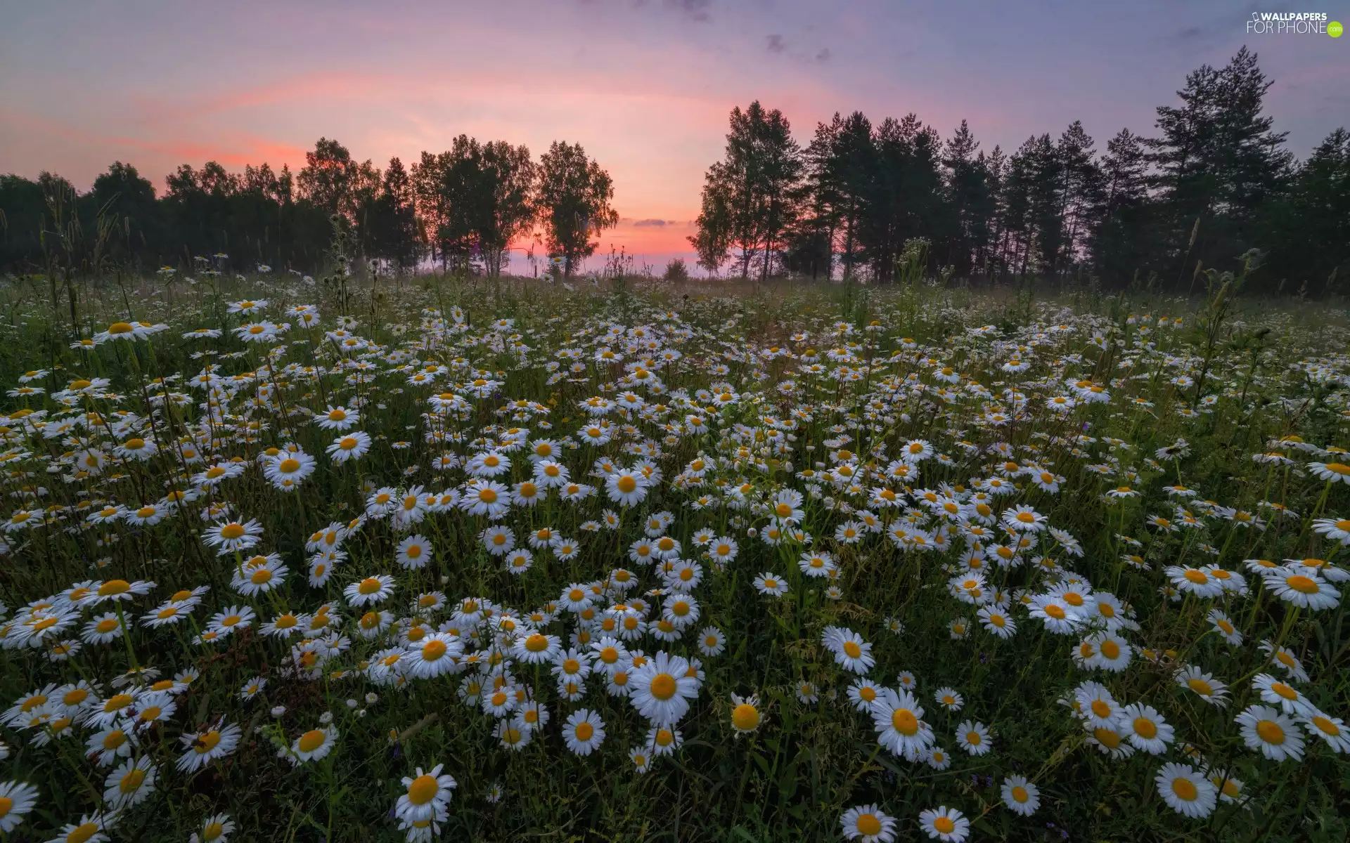 Meadow, trees, daisy, viewes, Great Sunsets, Flowers, summer