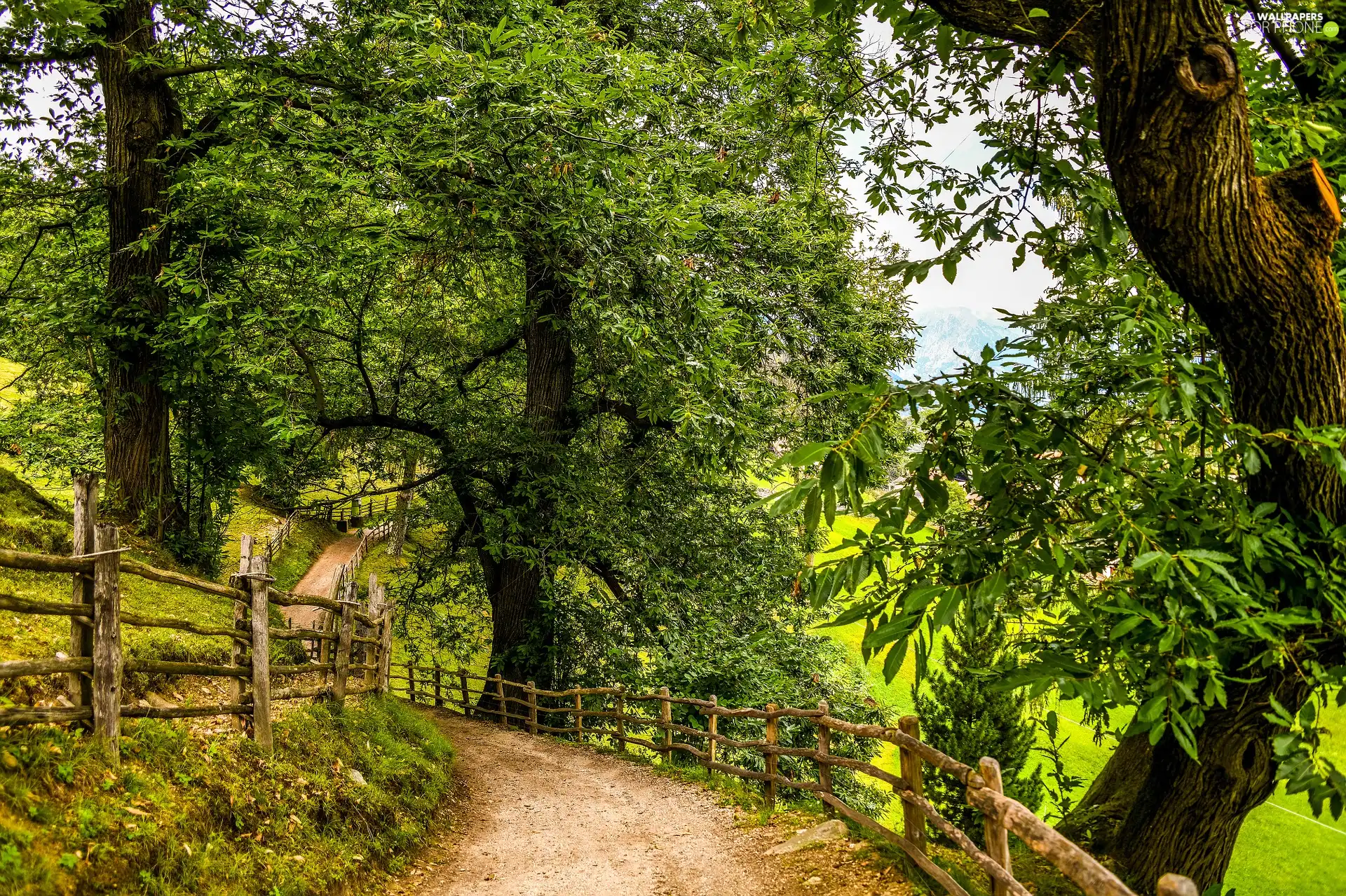 Way, trees, fence, viewes, green ones, Fance, summer