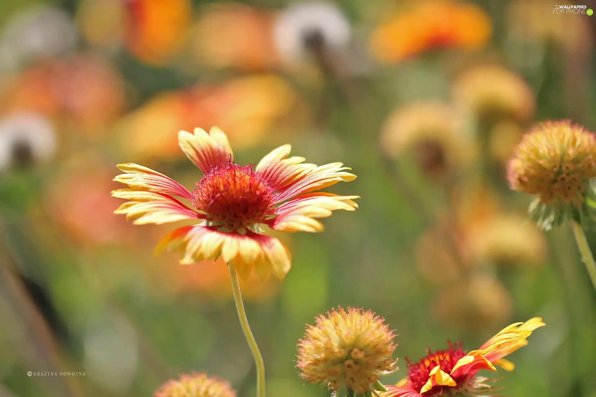 gaillardia aristata, Flower, summer