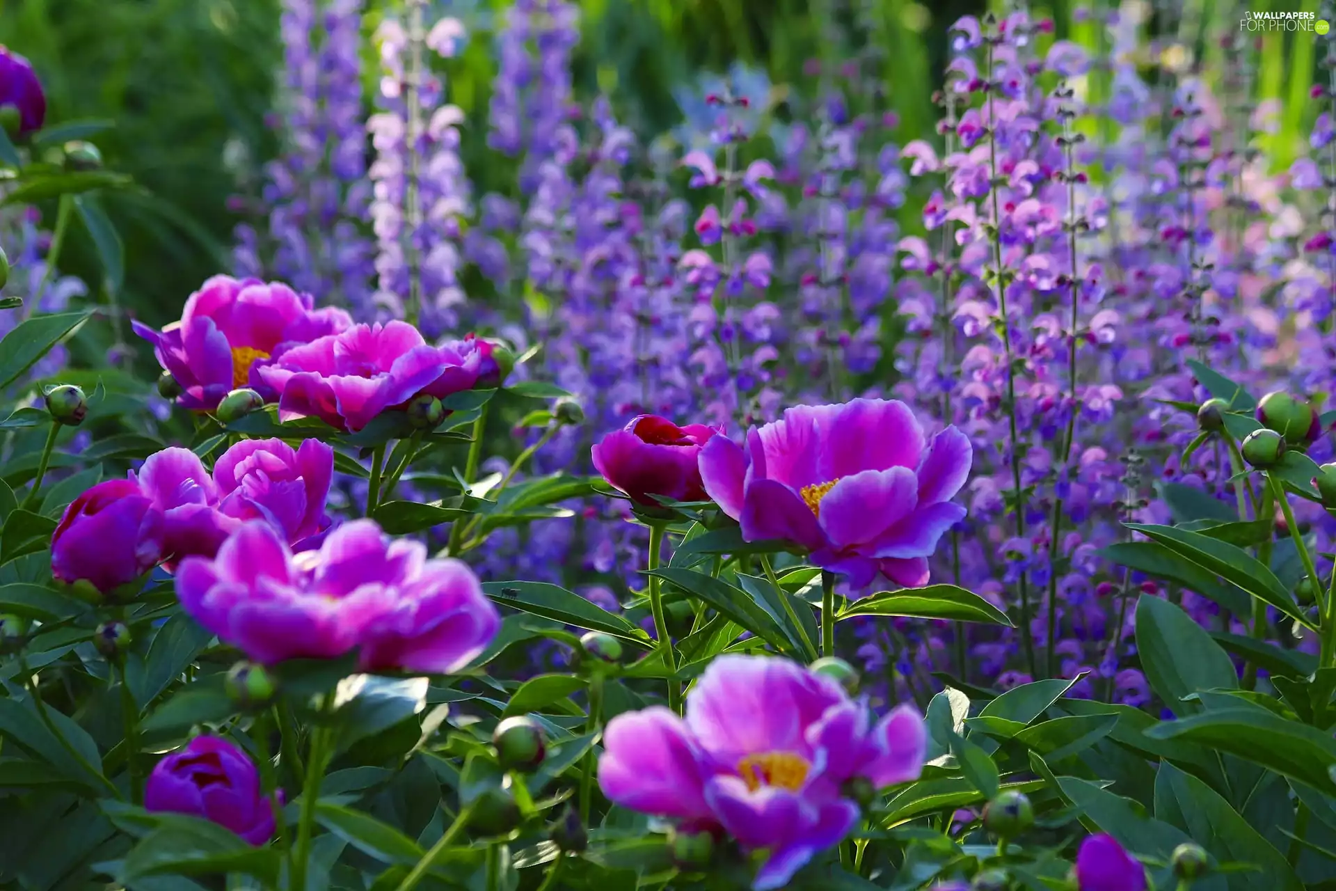 summer, Peonies, Flowers
