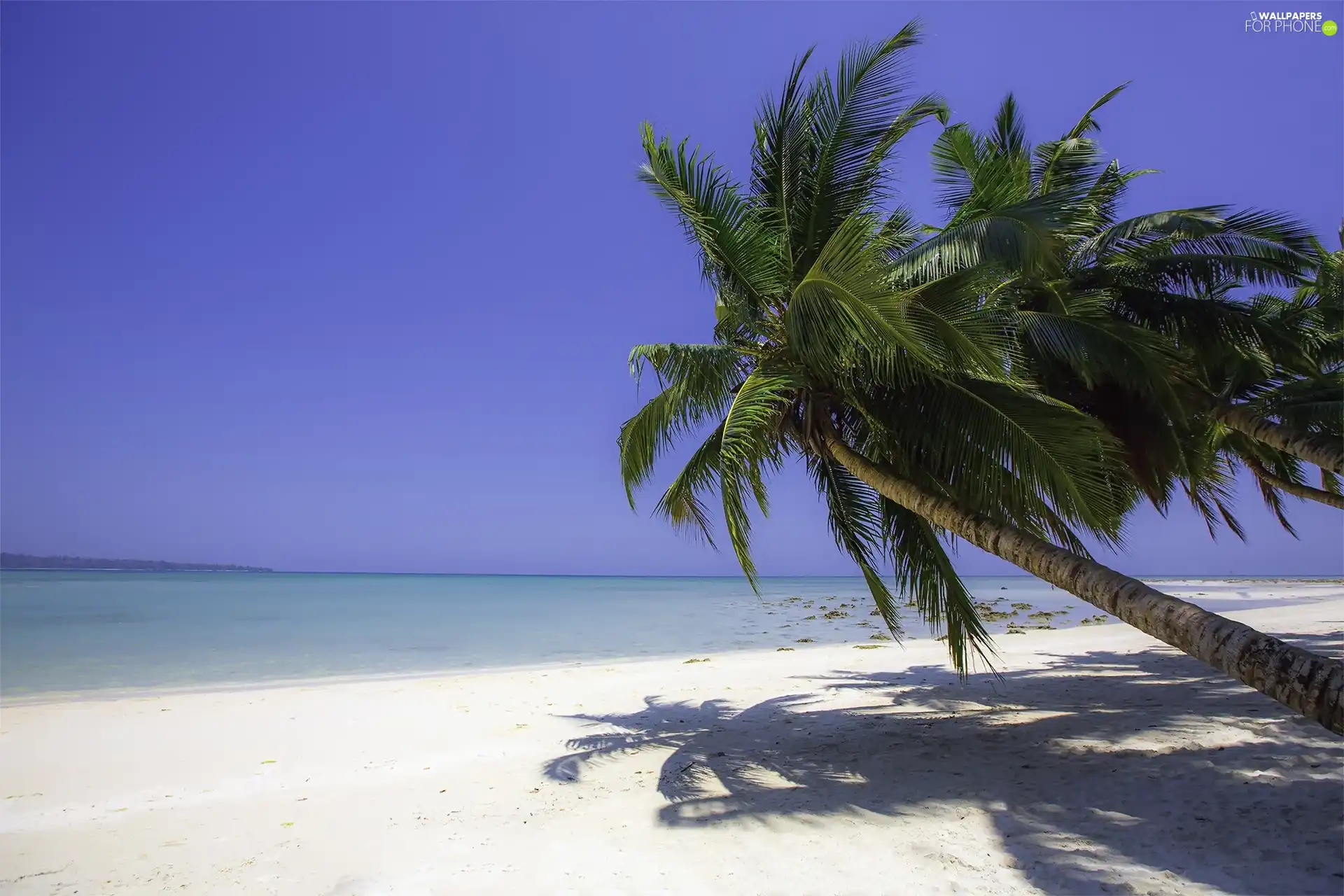 Palm, Beaches, summer, sea