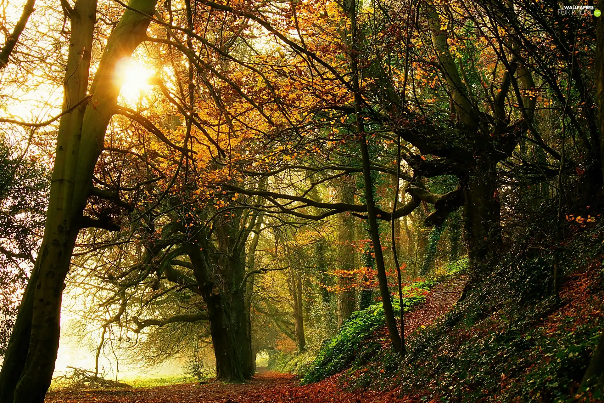 autumn, rays, sun, forest