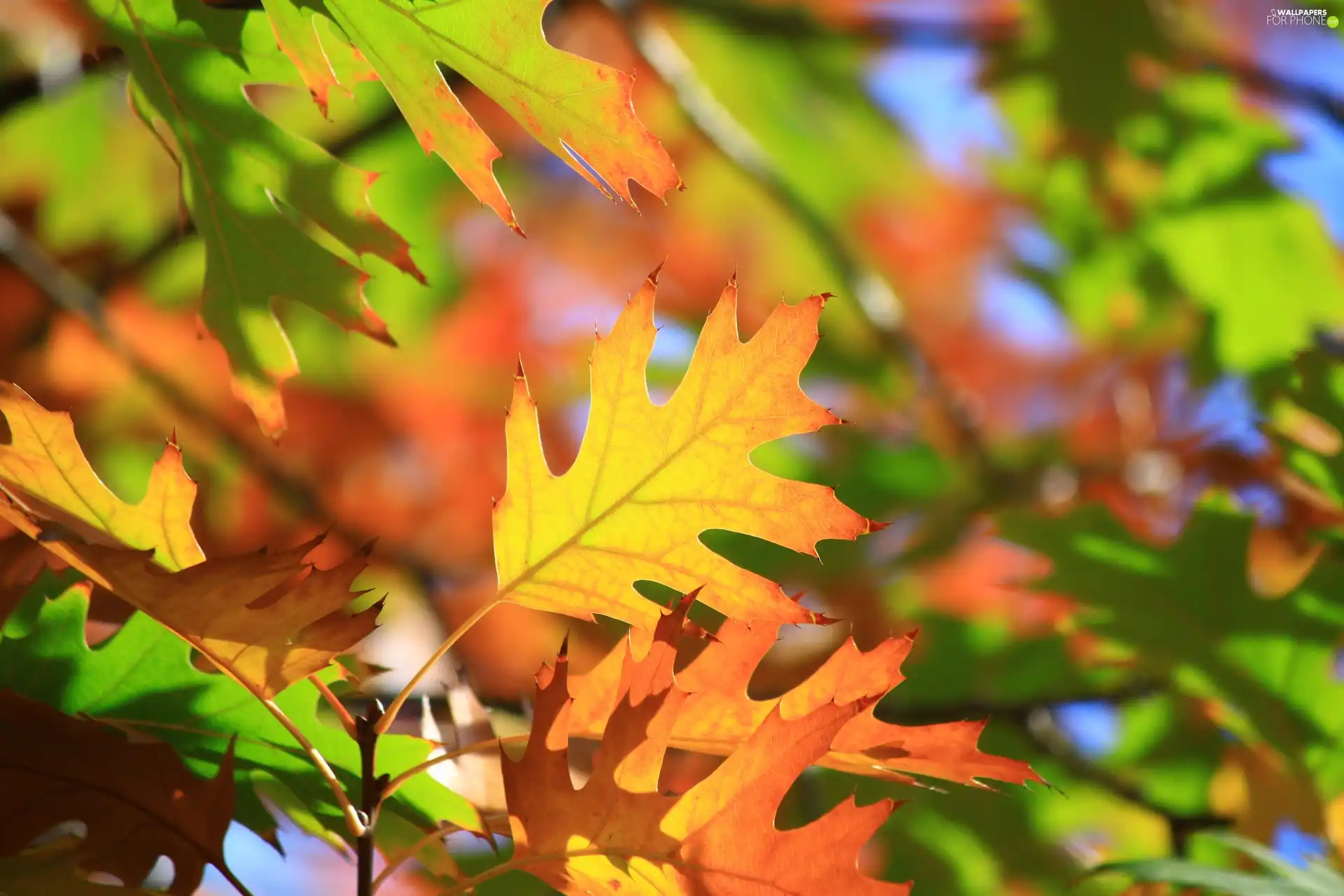 autumn, rays, sun, Leaf