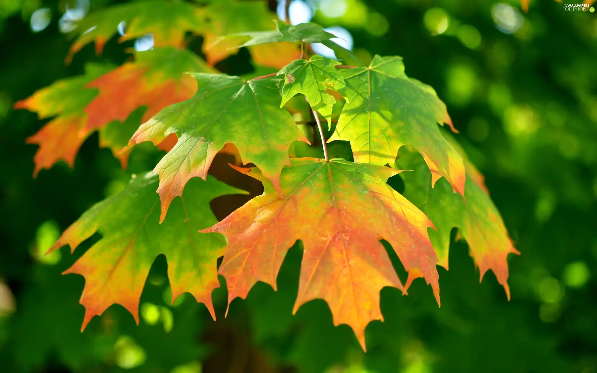 autumn, rays, sun, Leaf