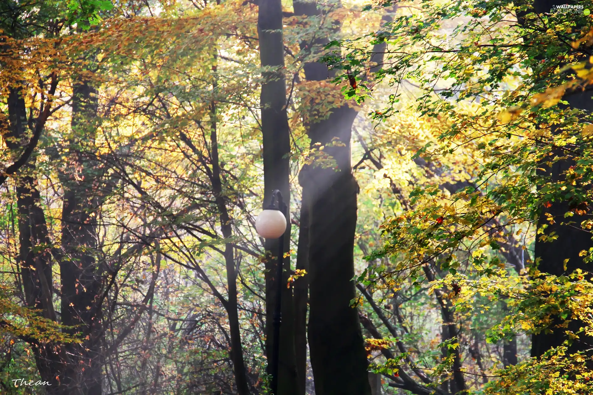 Autumn, streak, sun, Park