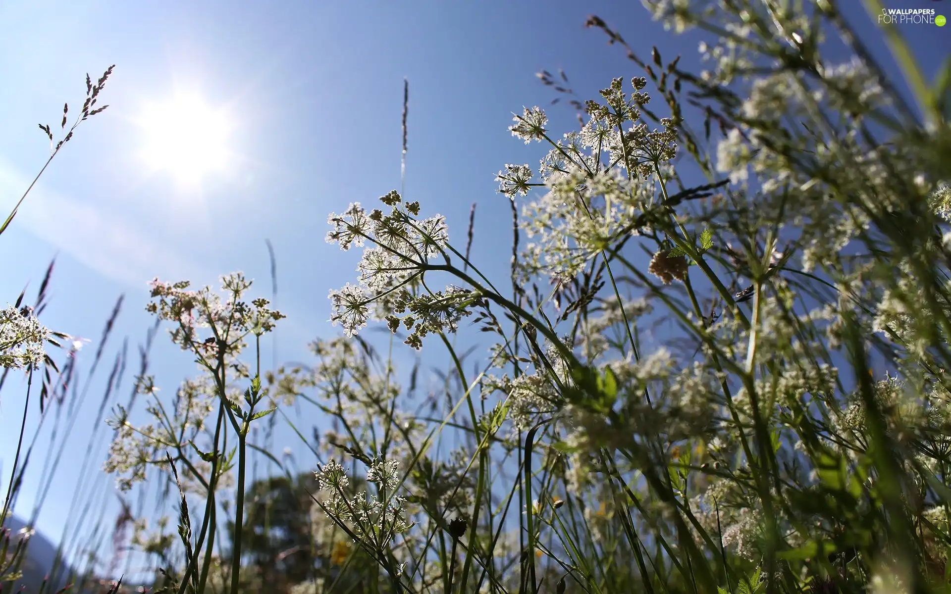 Blossoming, Sky, sun, grass