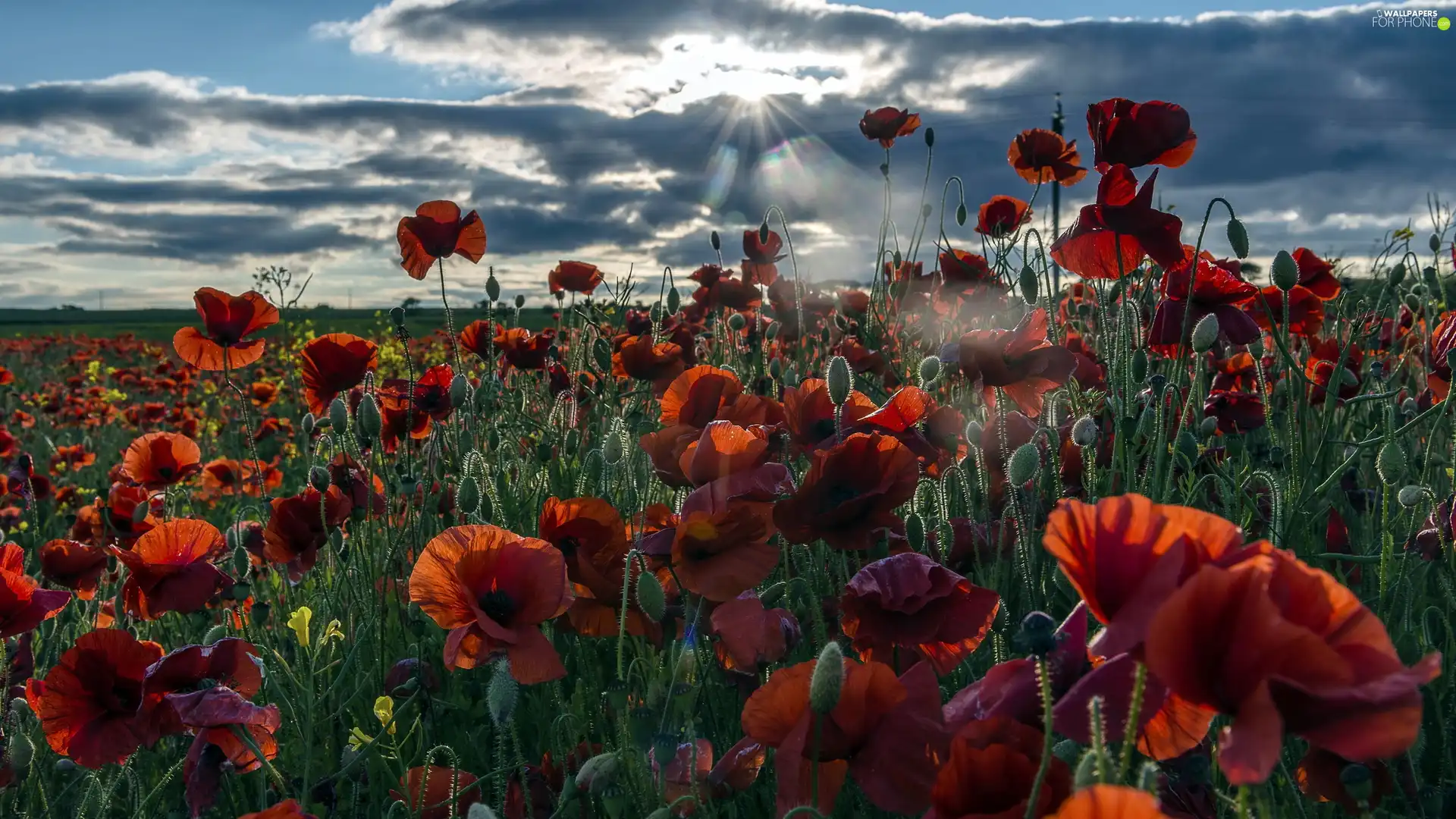 sun, clouds, papavers, rays, Red