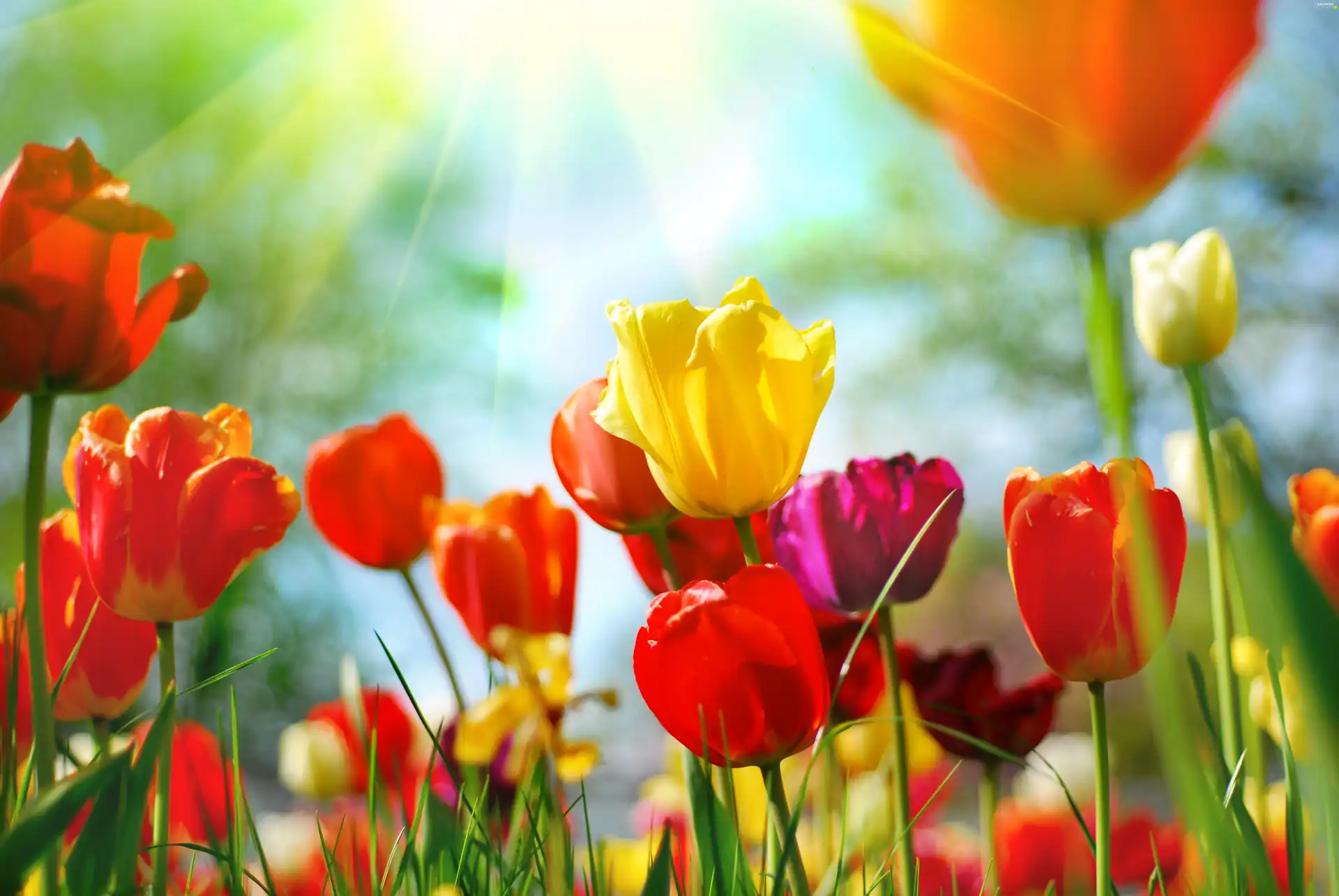 color, rays, sun, Tulips