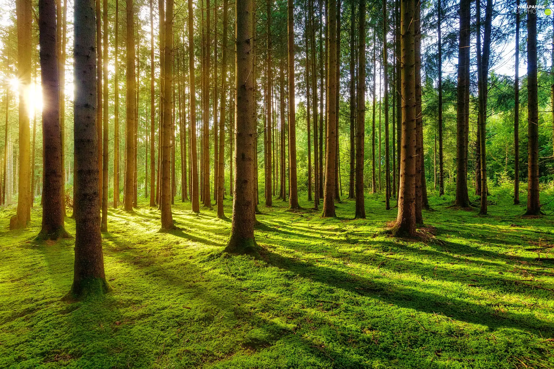 sun, sheathing, trees, luminosity, viewes, forest, forester, sunny, flash, ligh