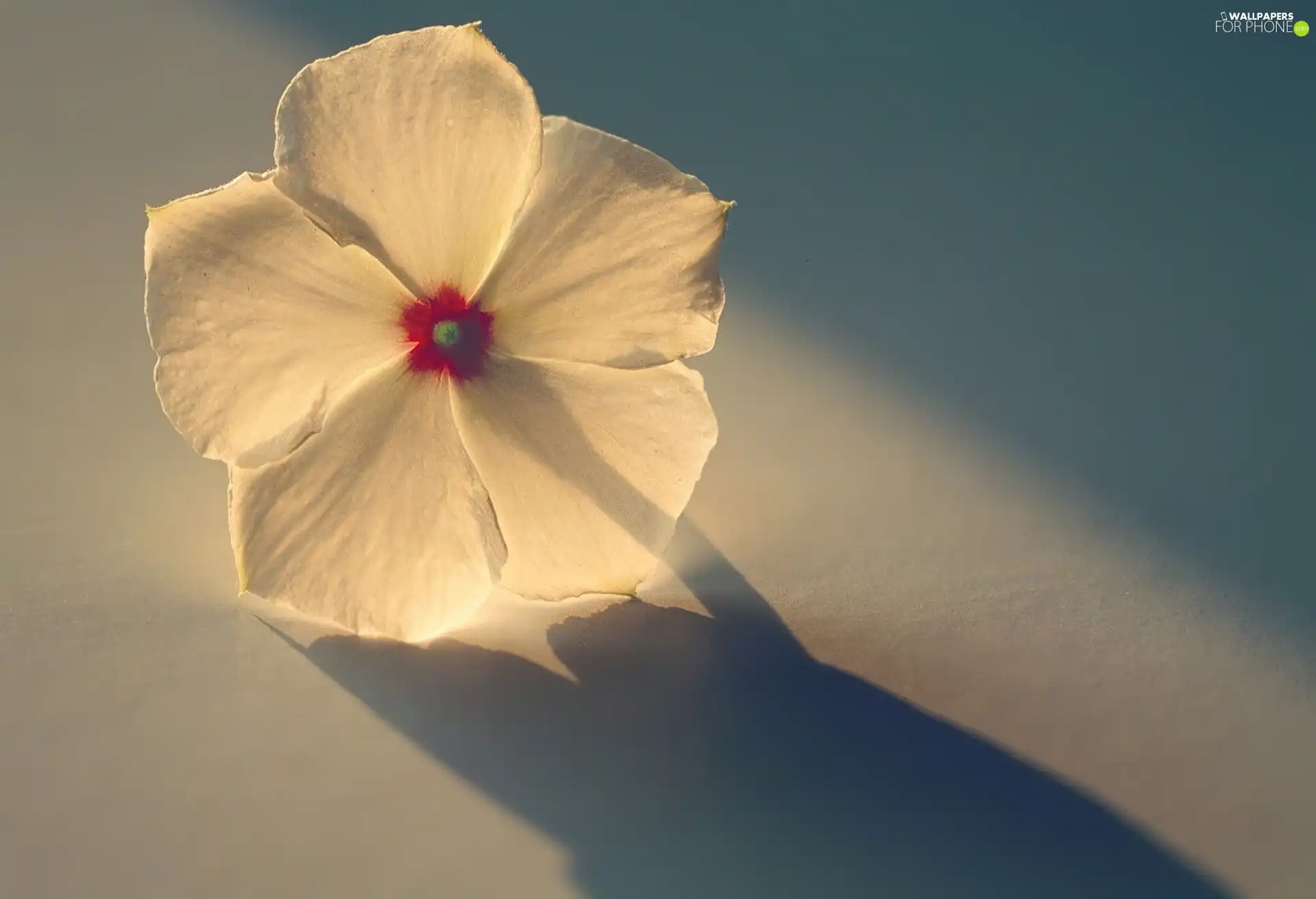 sun, White, flower