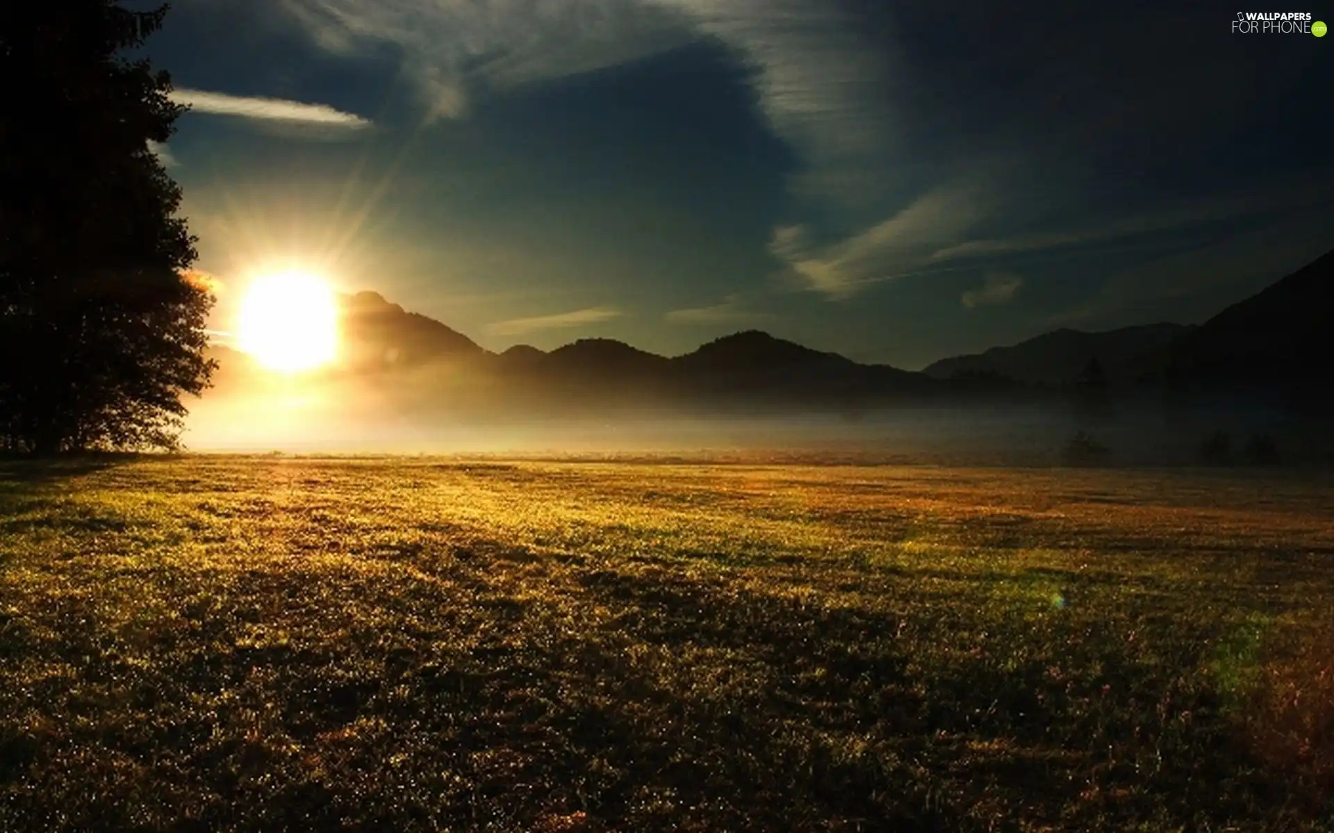 sun, Meadow, Fog