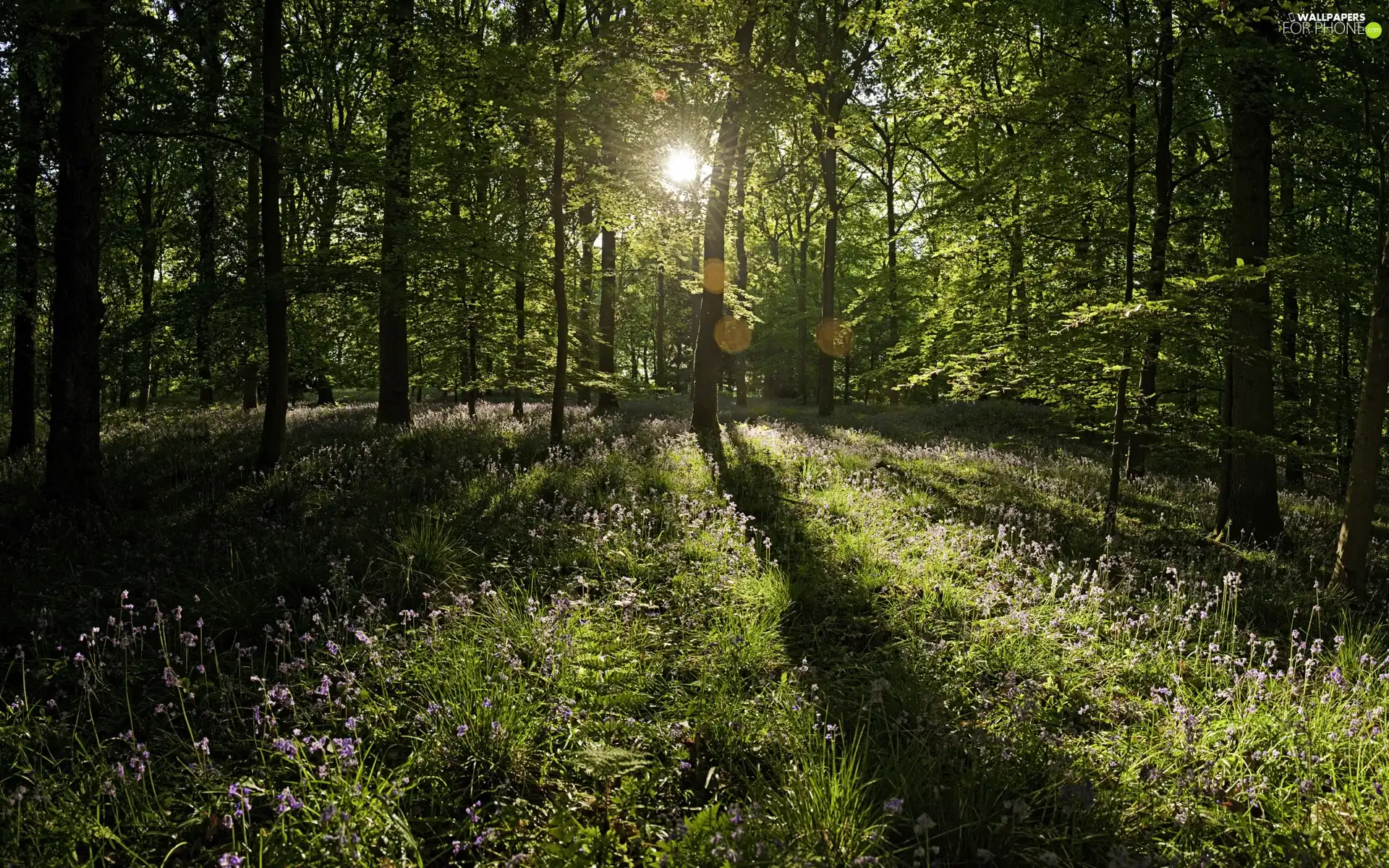 forest, Przebijające, sun, Flowers