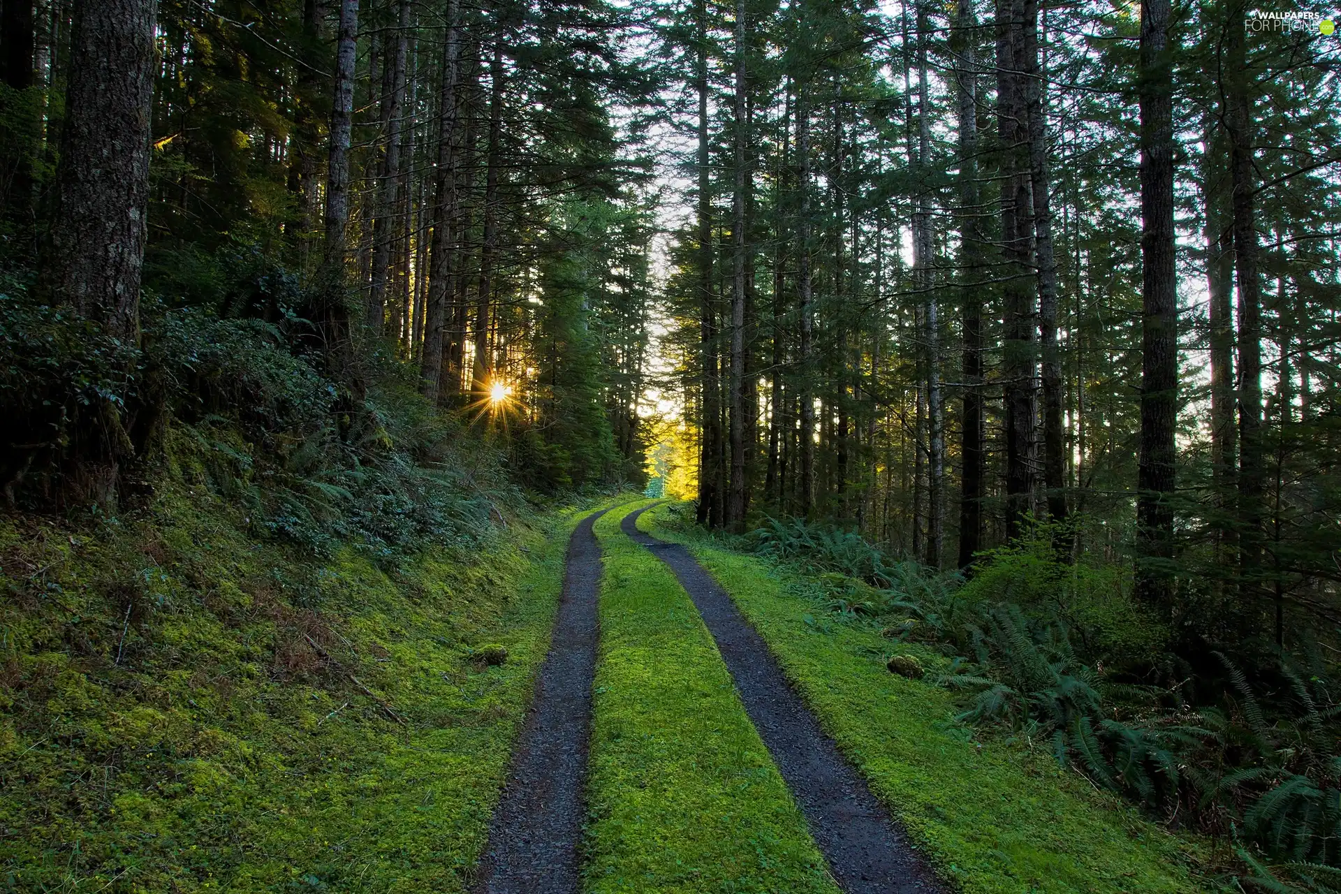 forest, Przebijające, sun, Path