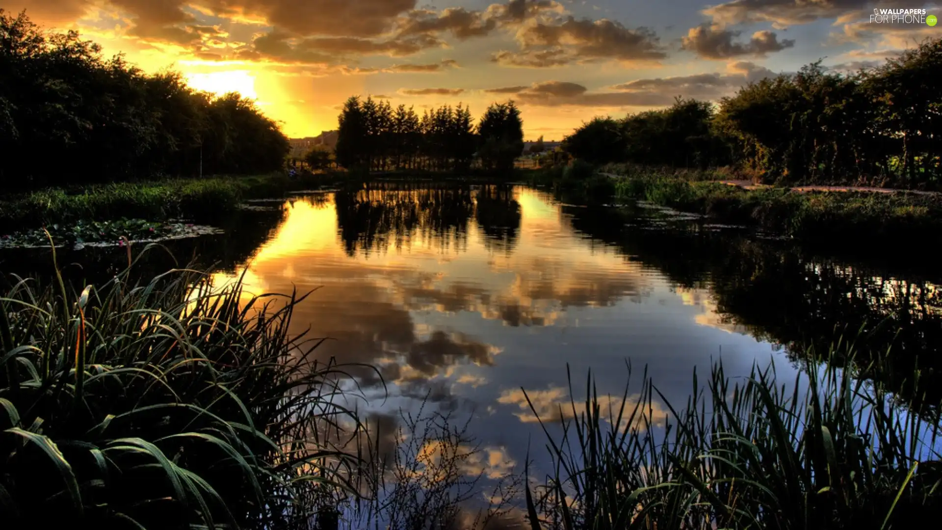 forest, west, sun, lake