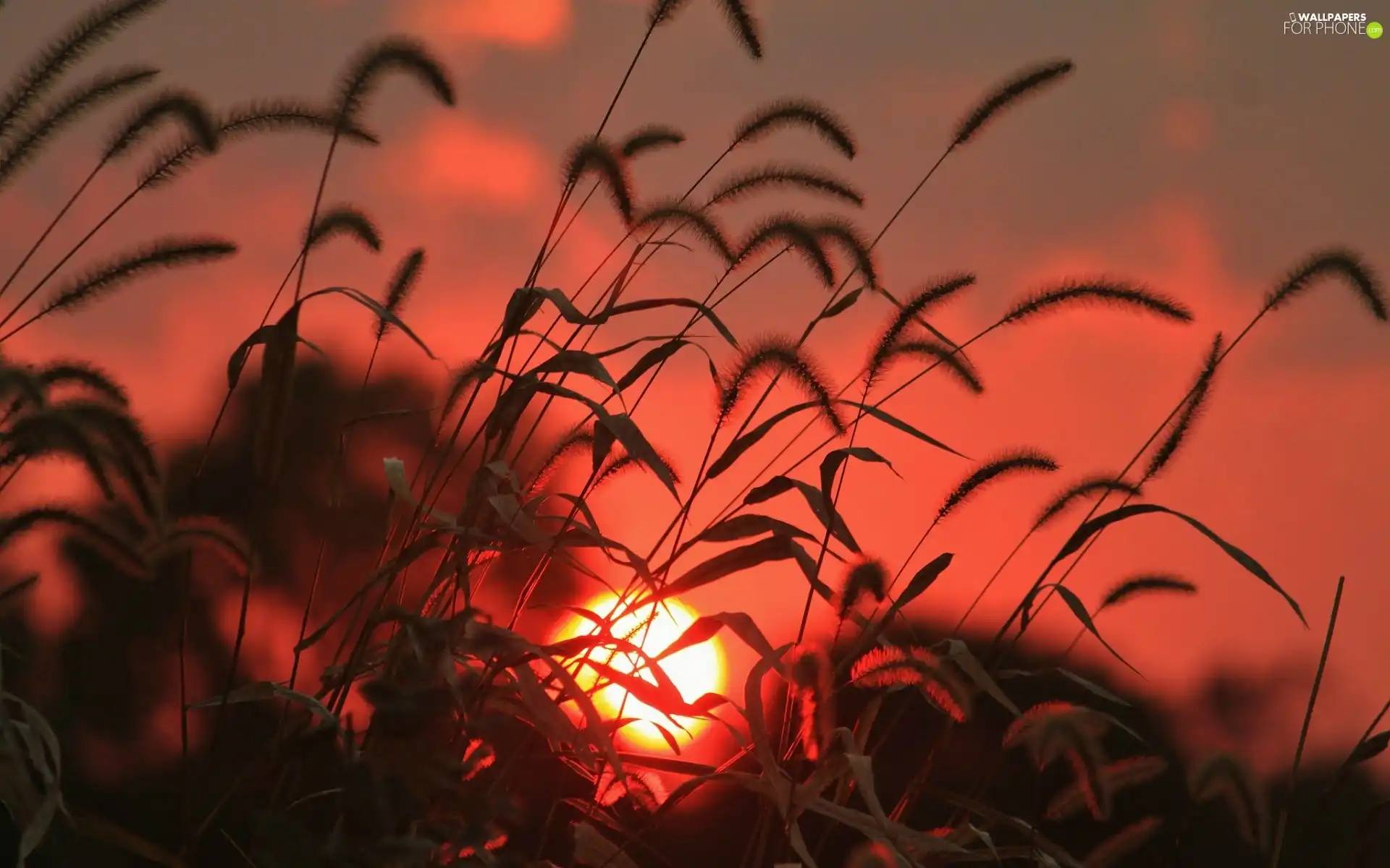 grass, west, sun, clouds