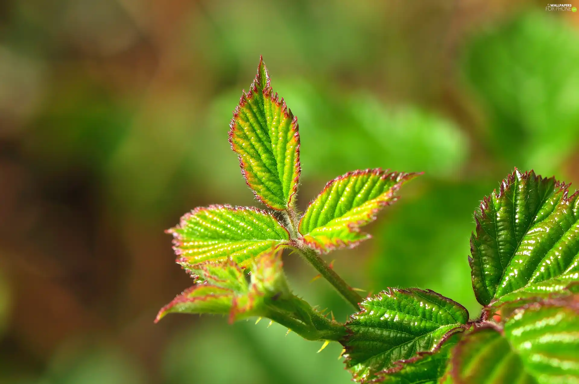 Leaf, rays, sun, strawberries