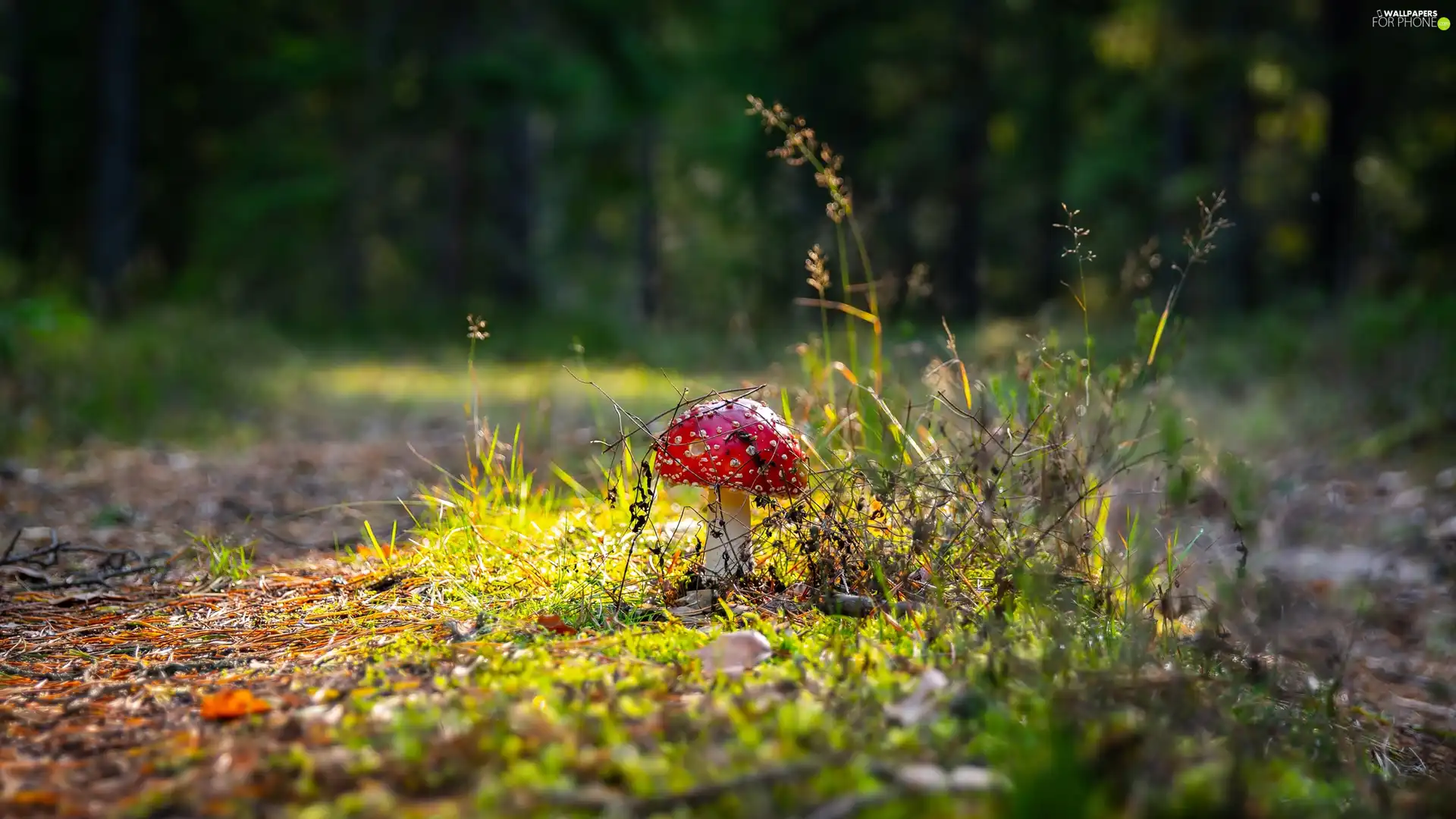 litter, Plants, luminosity, ligh, flash, toadstool, Mushrooms, sun