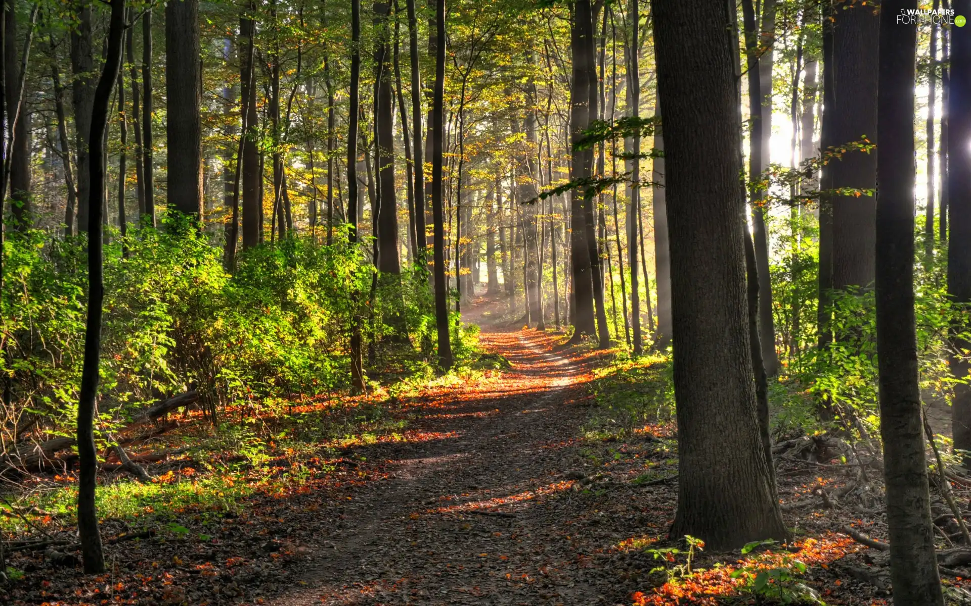 ligh, morning, flash, Przebijające, forest, sun, luminosity