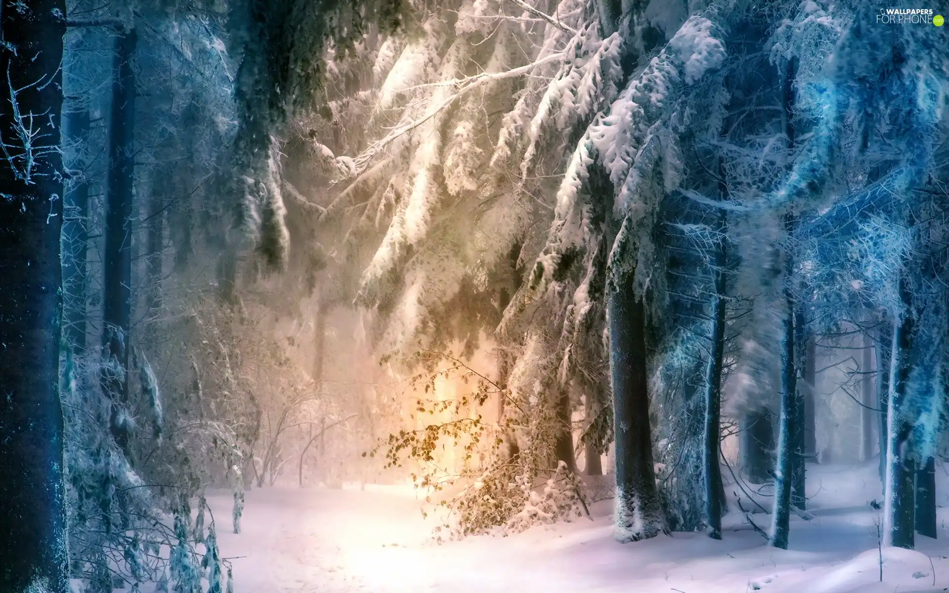 ligh, forest, flash, Przebijające, winter, sun, luminosity