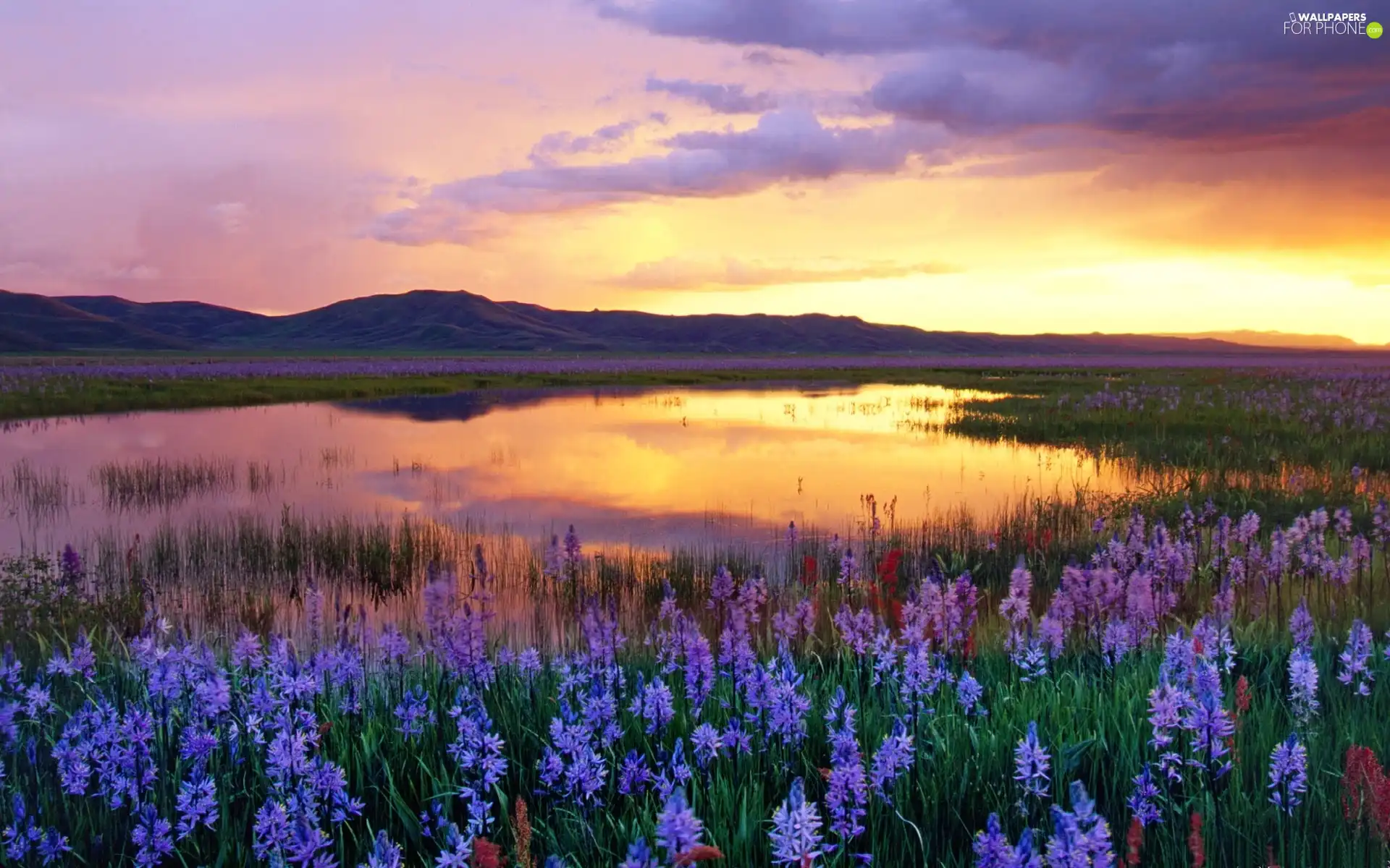 Meadow, west, sun, Flowers