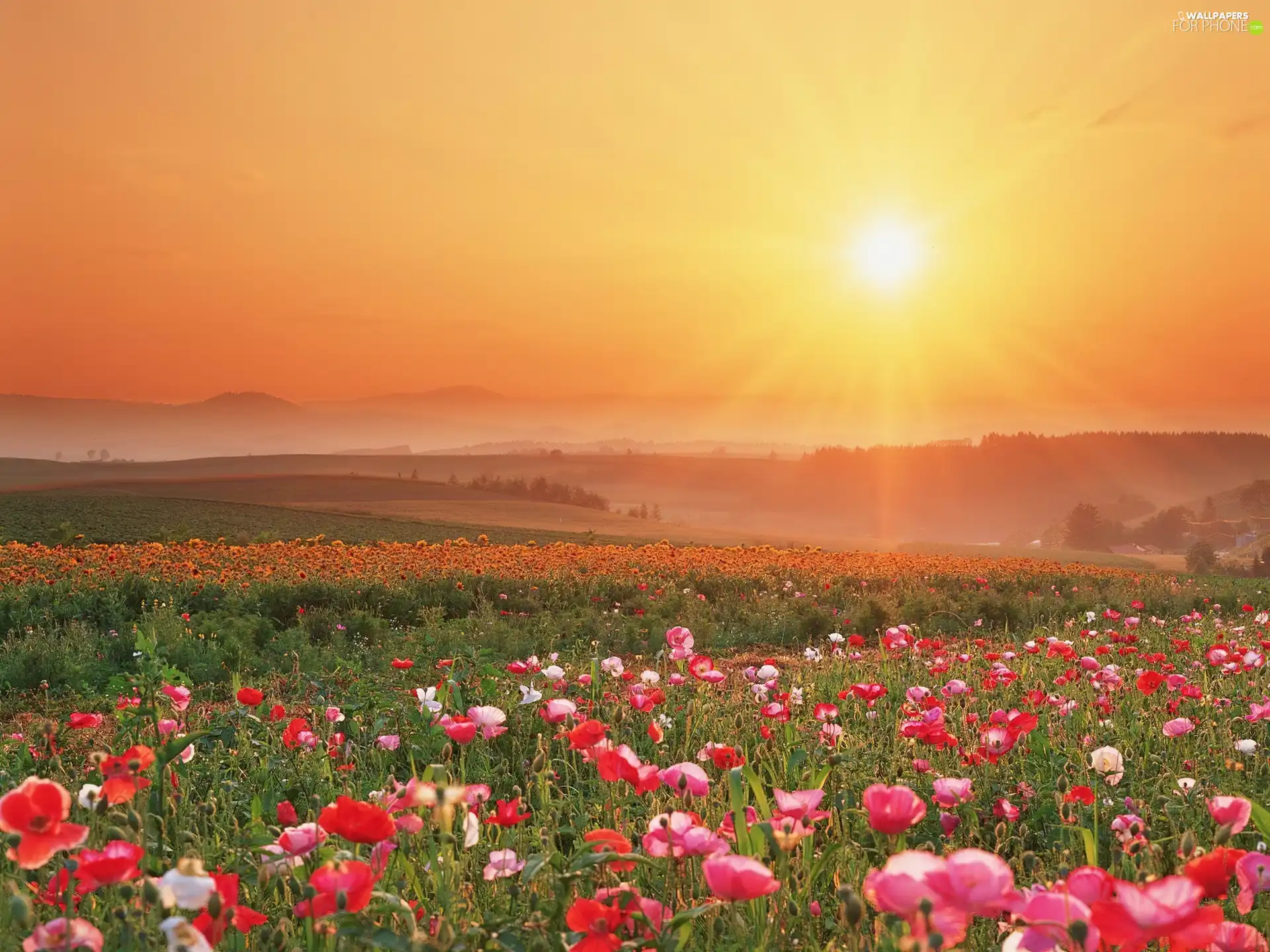 Meadow, west, sun, papavers