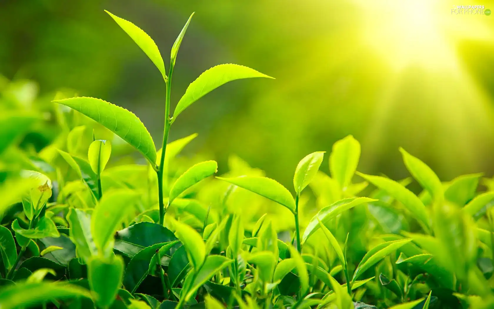 green ones, rays, sun, plants